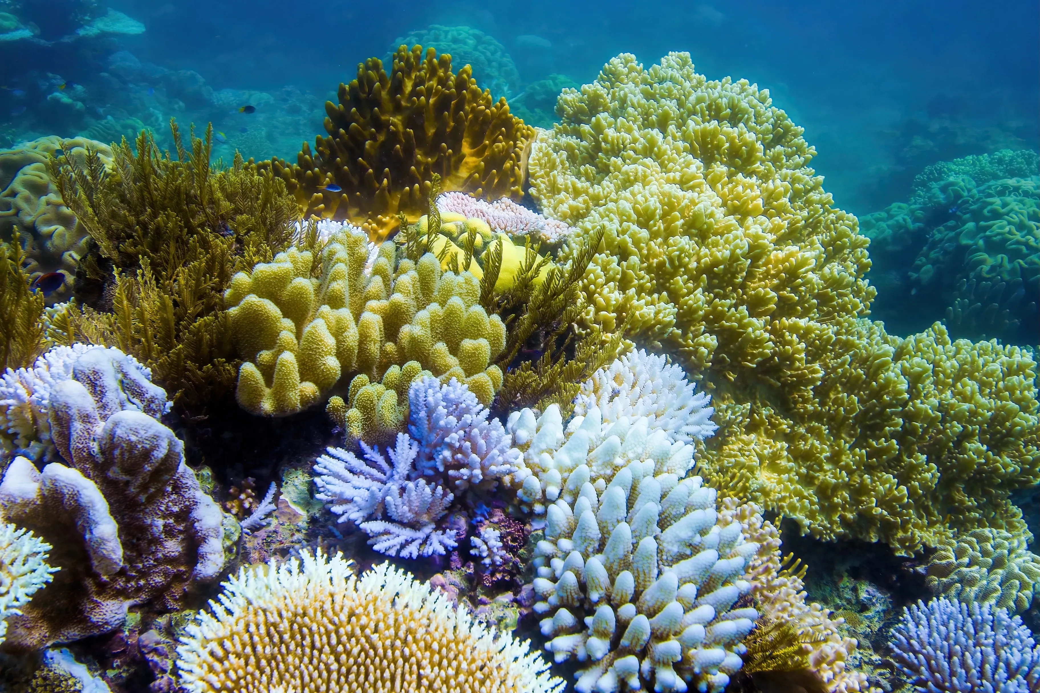 Different corals