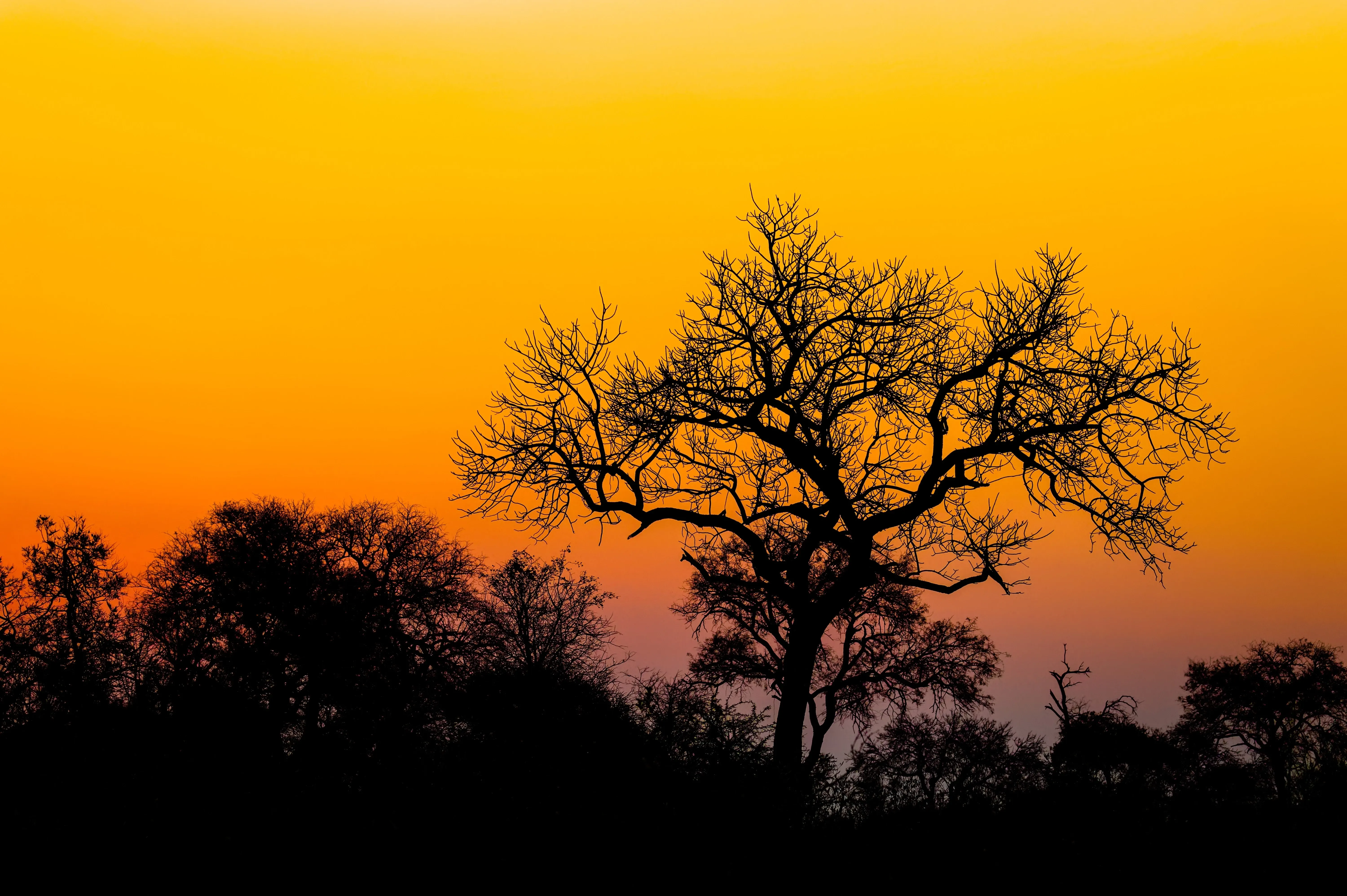 Timbavati-Sonnenuntergang