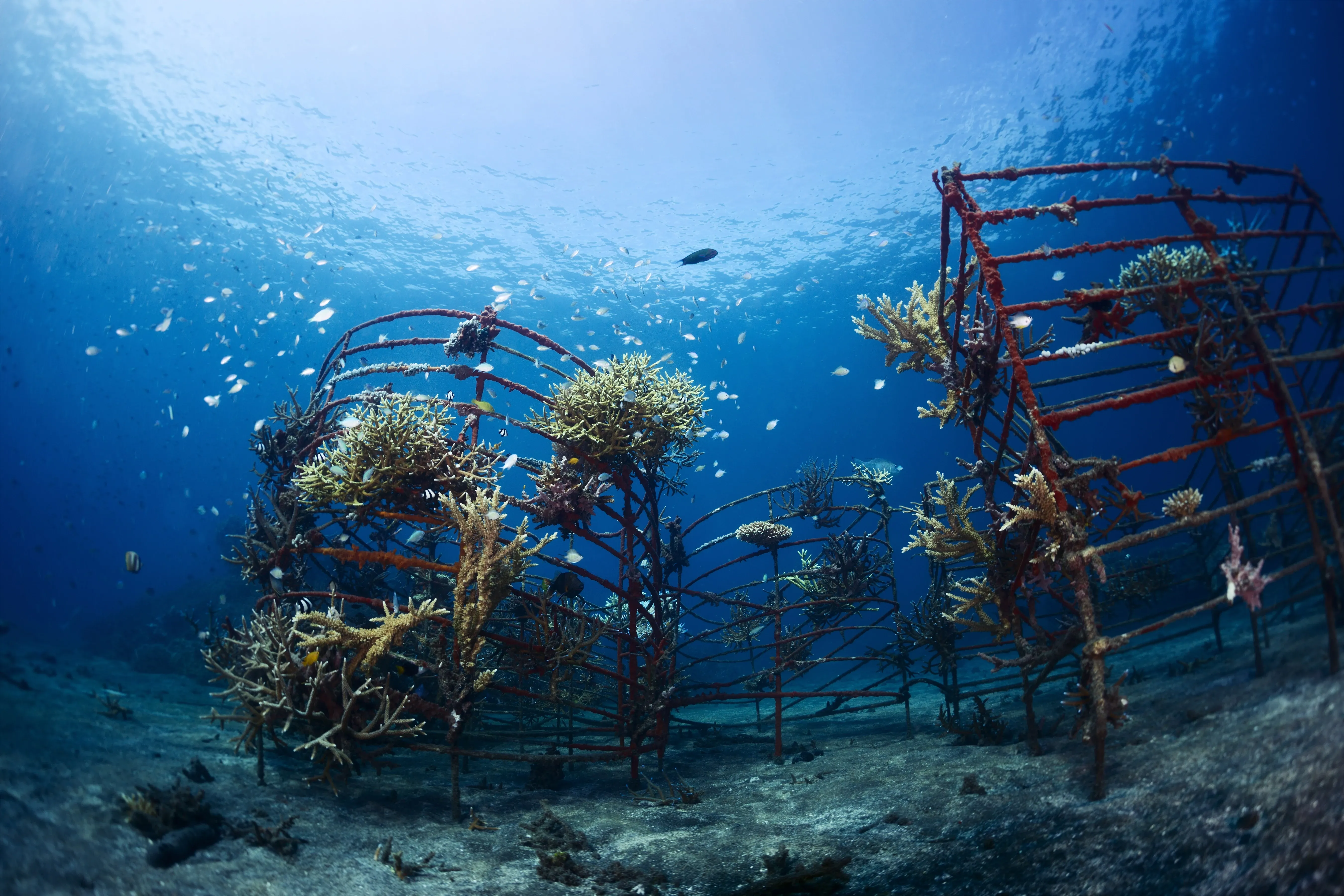 Coral nursery underwater