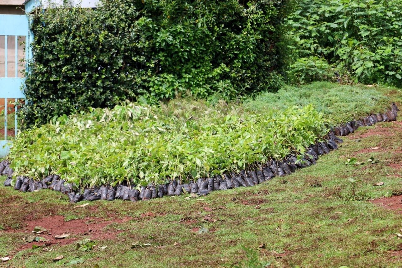 große Schar von Setzlingen, bereit zum Einpflanzen