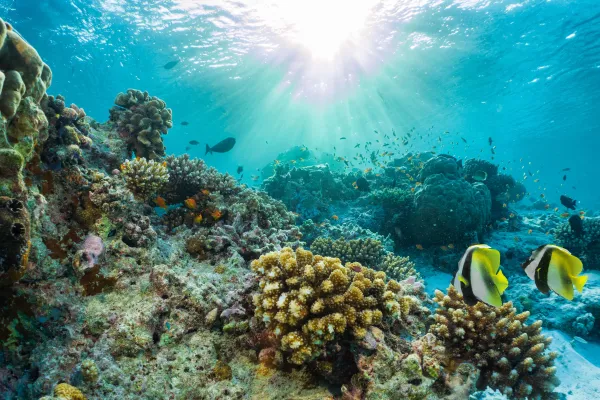 Coral reef