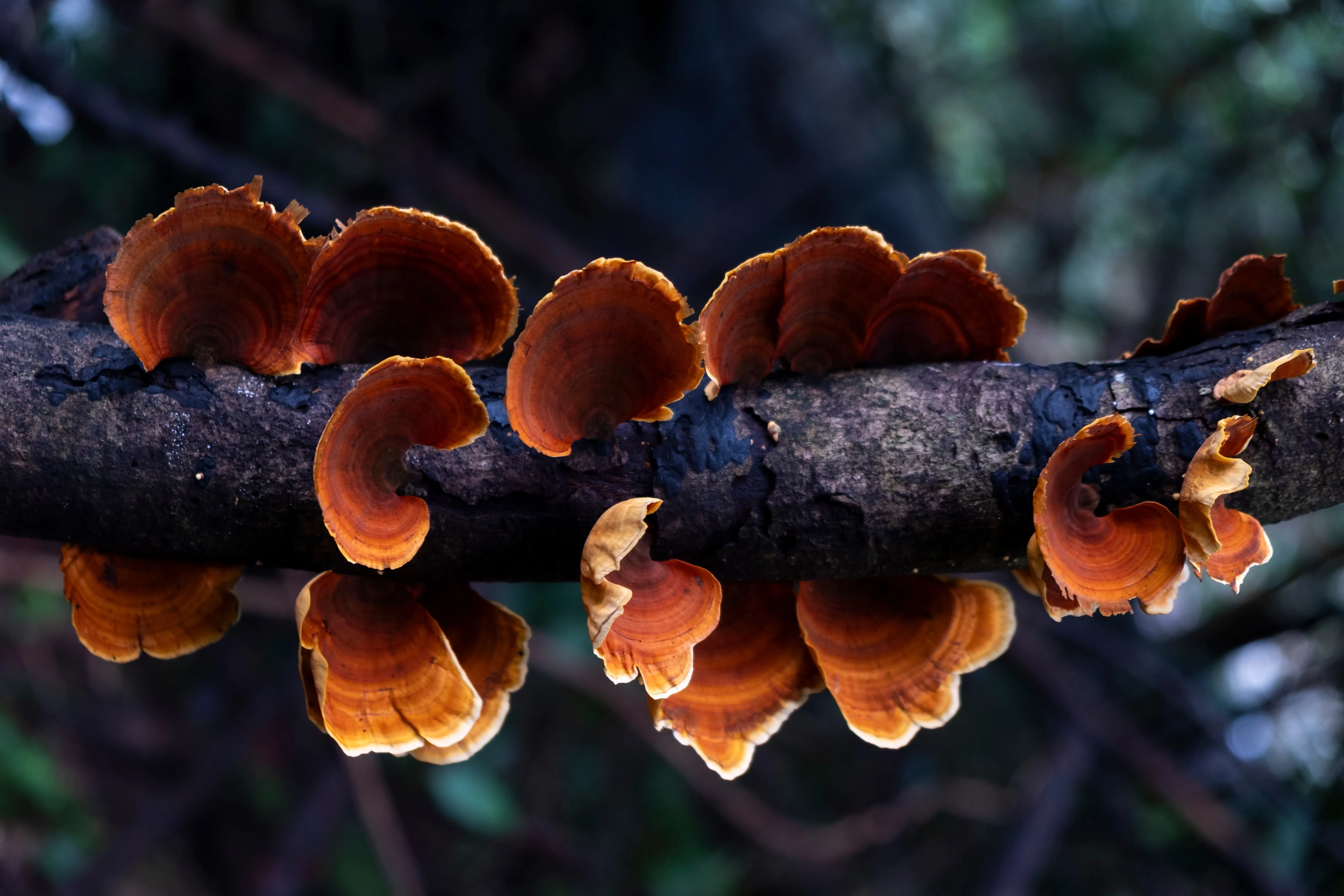 fungi on branch