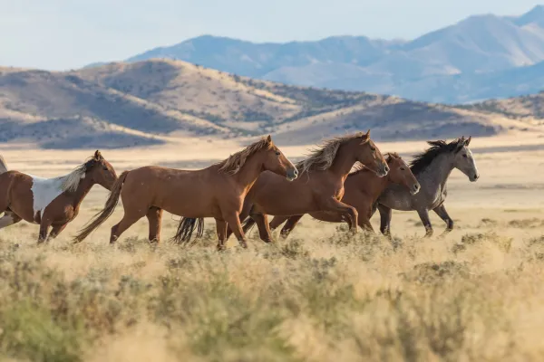 Mustang running through field