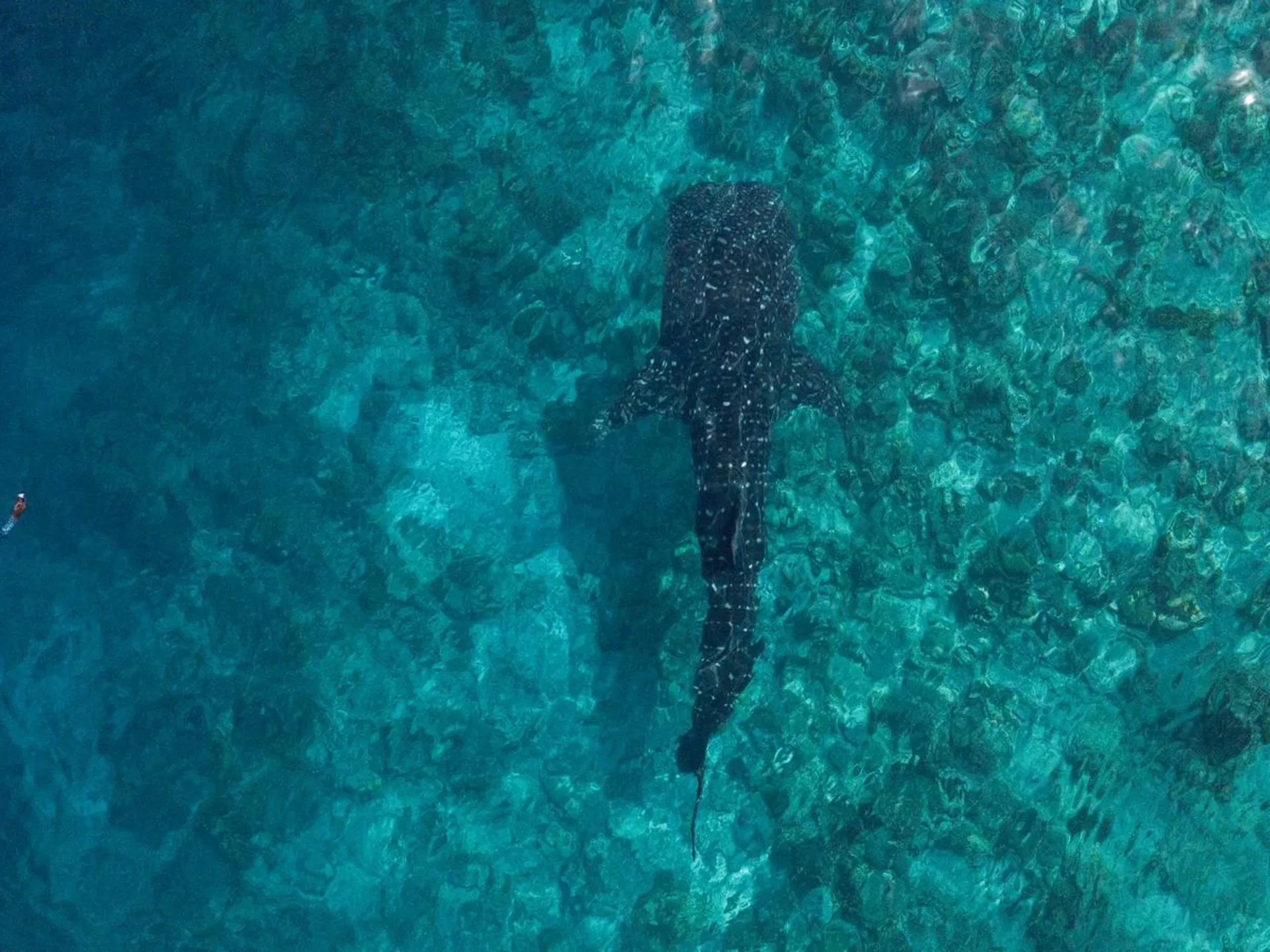 Volunteering Whale Shark Protection, Maldives