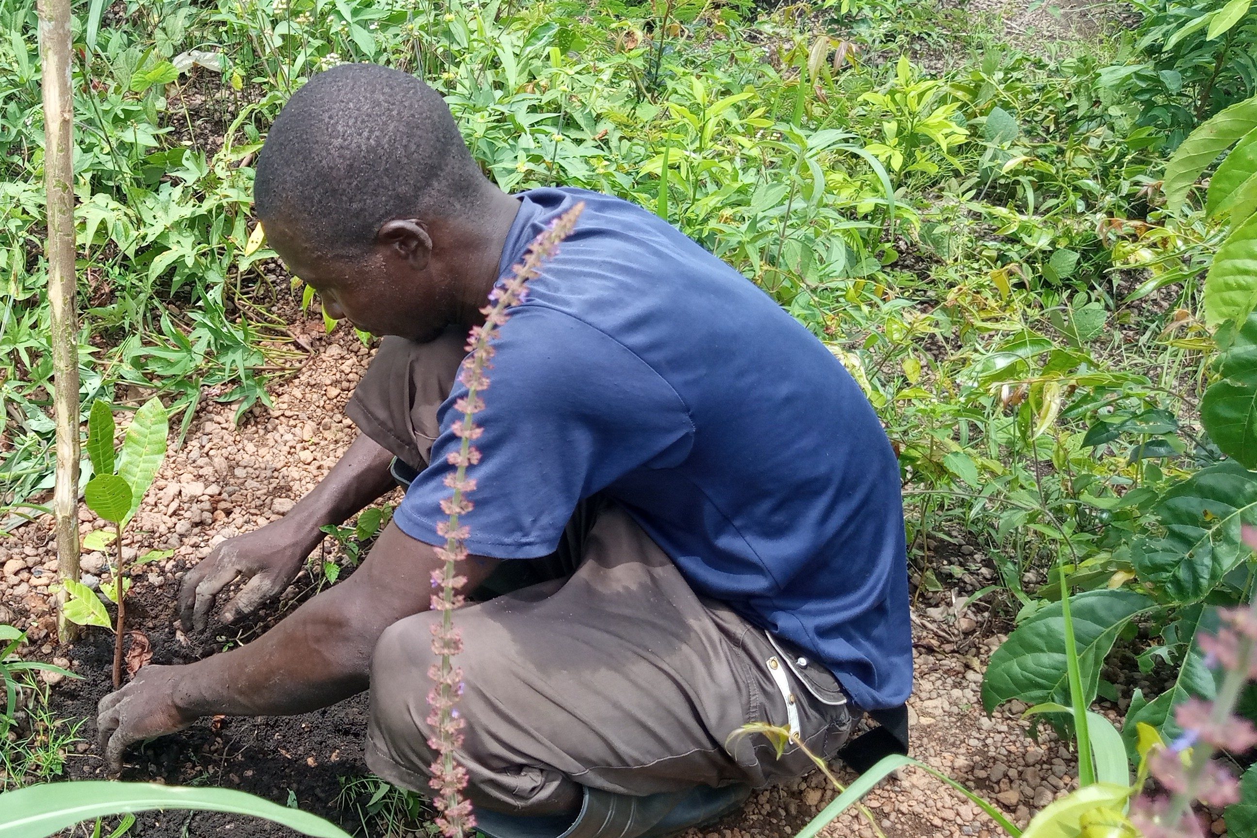 Community-Mitglied prüft verschiedene Pflanzen