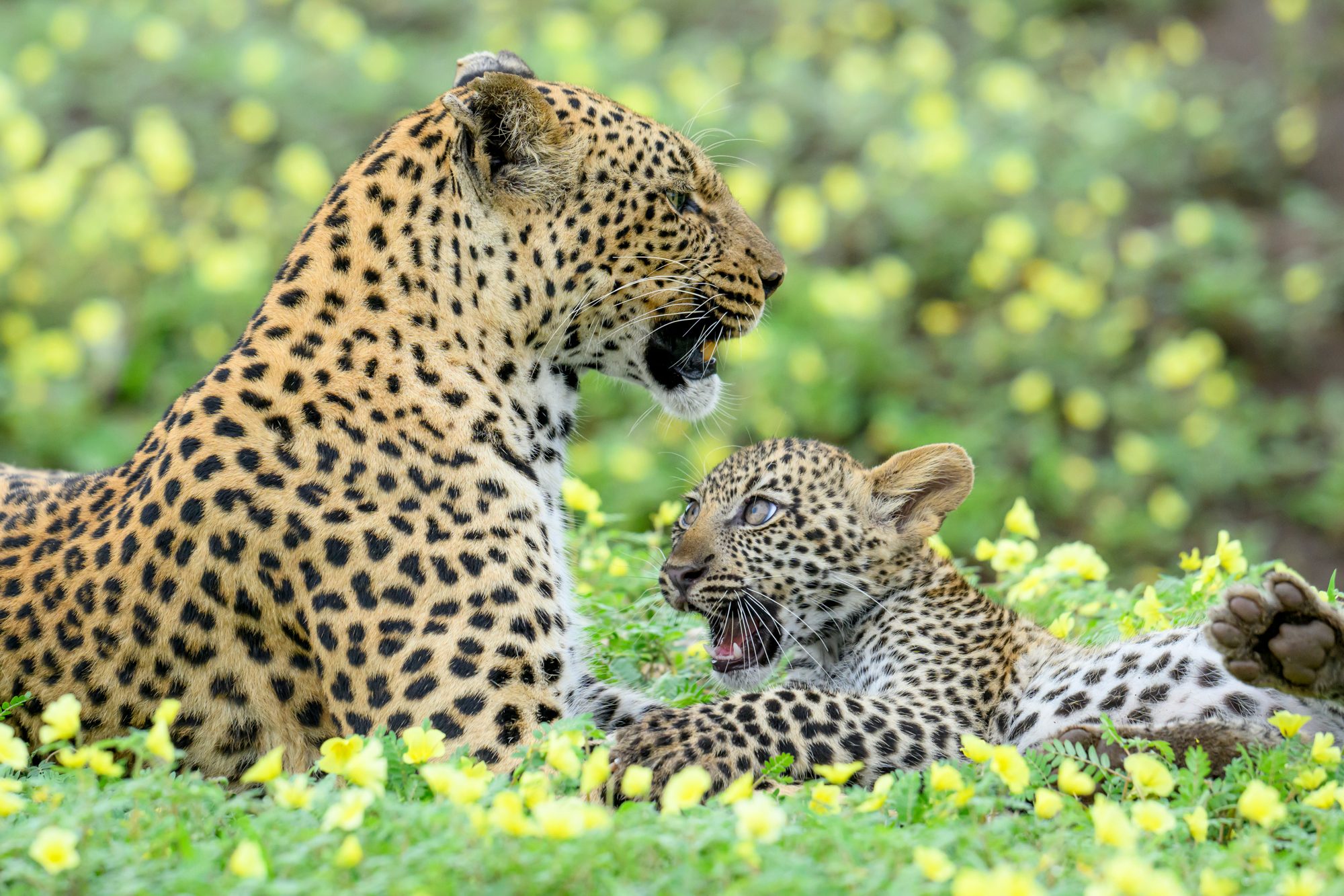Leopards