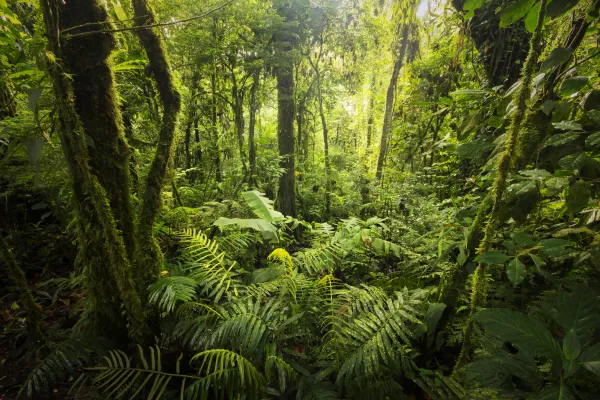 Rainforest in Costa Rica