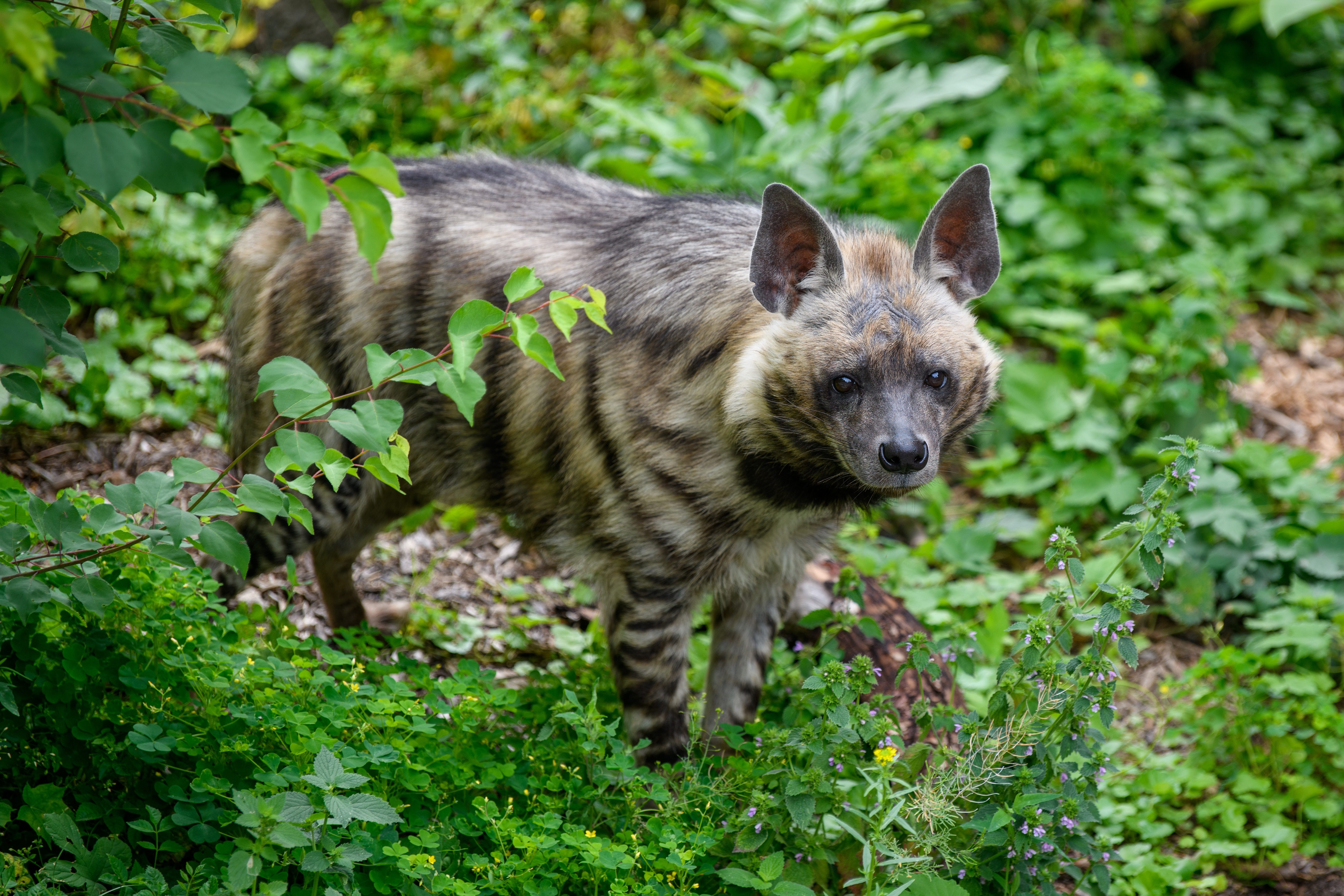 aardwolf