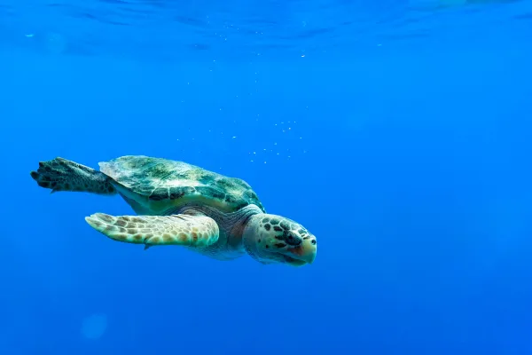 Unechte Karettschildkröte schwimmt im Meer