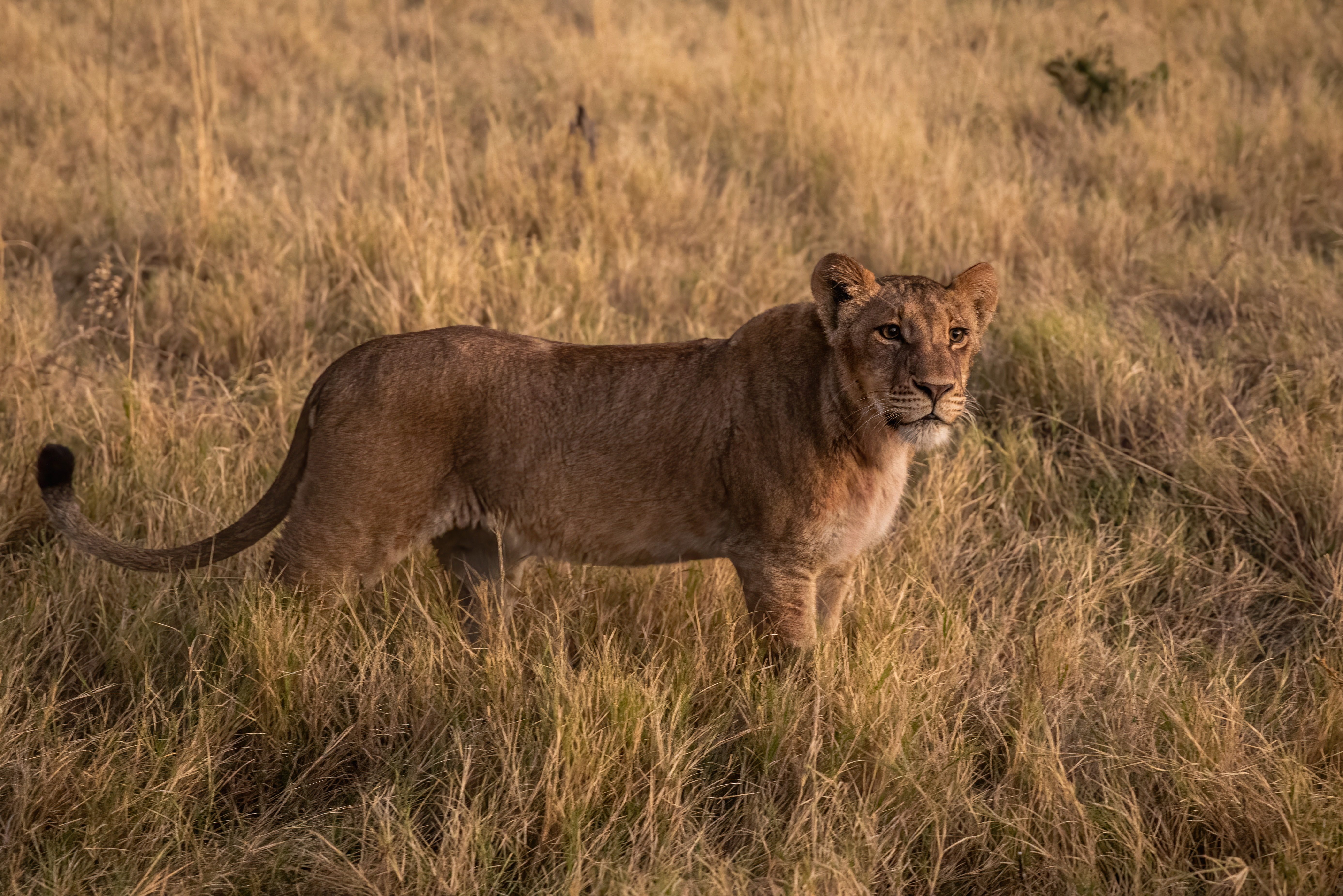 Unser Partner: Alan McSmith Safaris