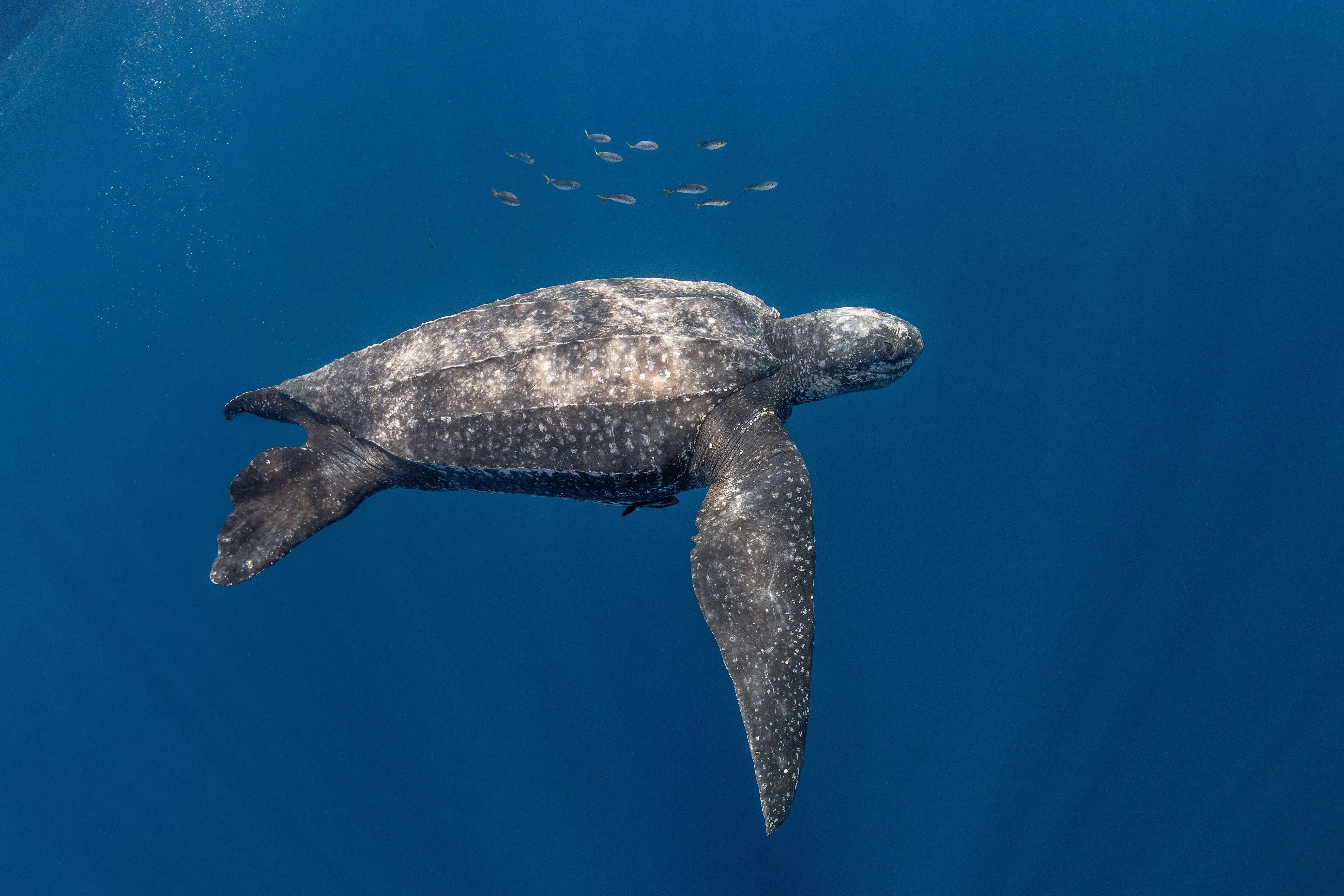 Leatherback turtle
