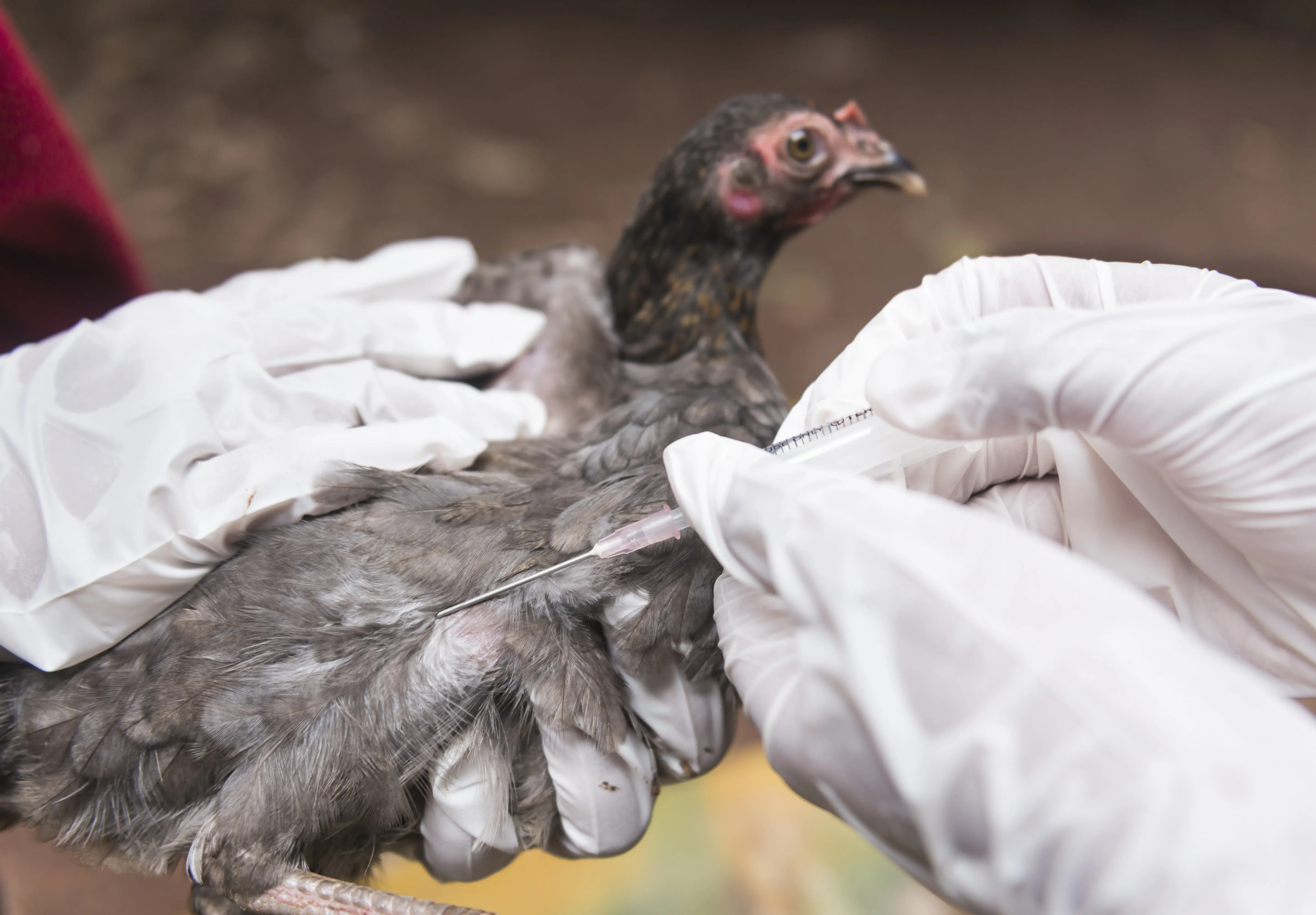 bird treated for avian flu