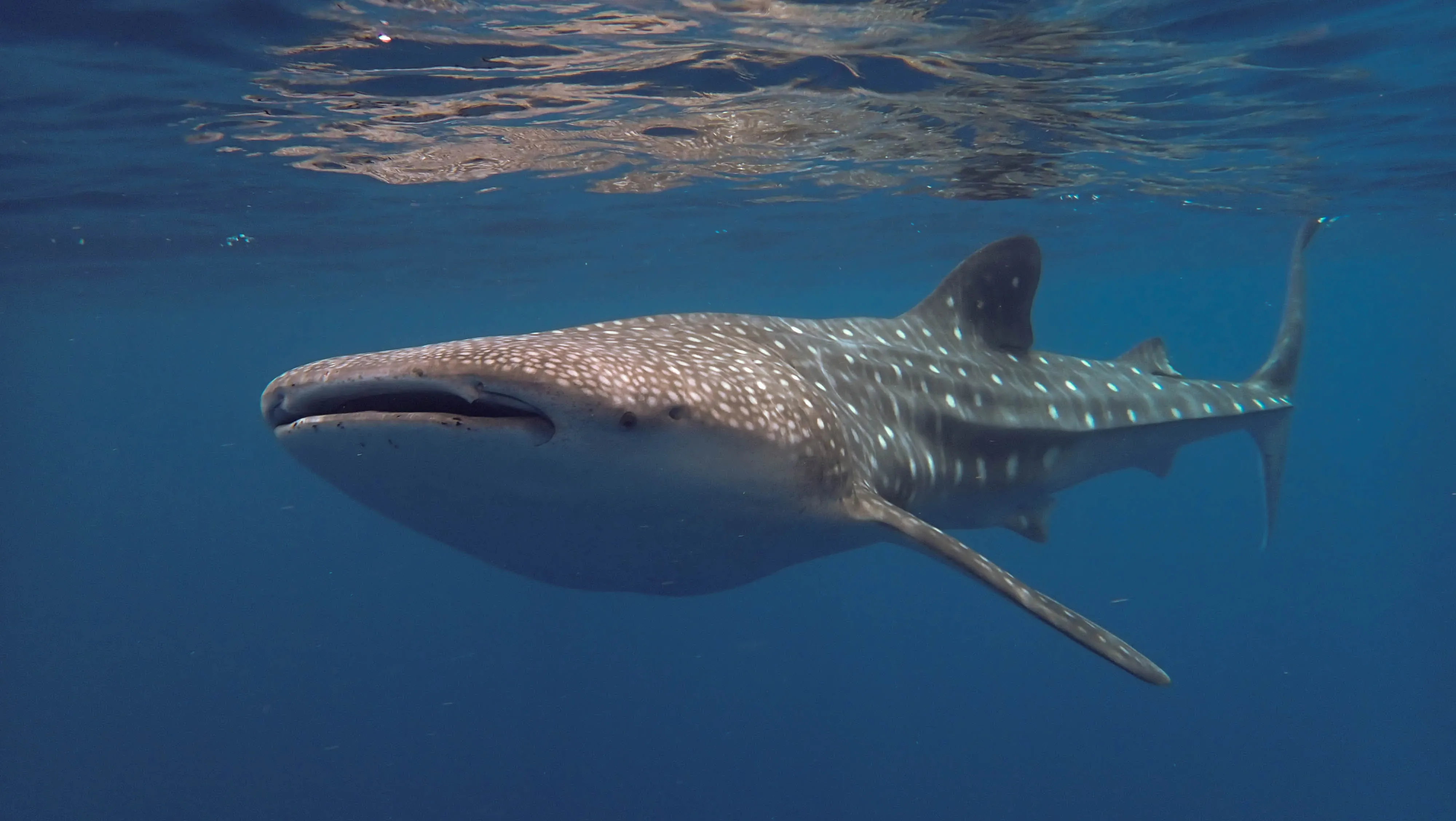 Volunteering Whale Shark Conservation, Maldives