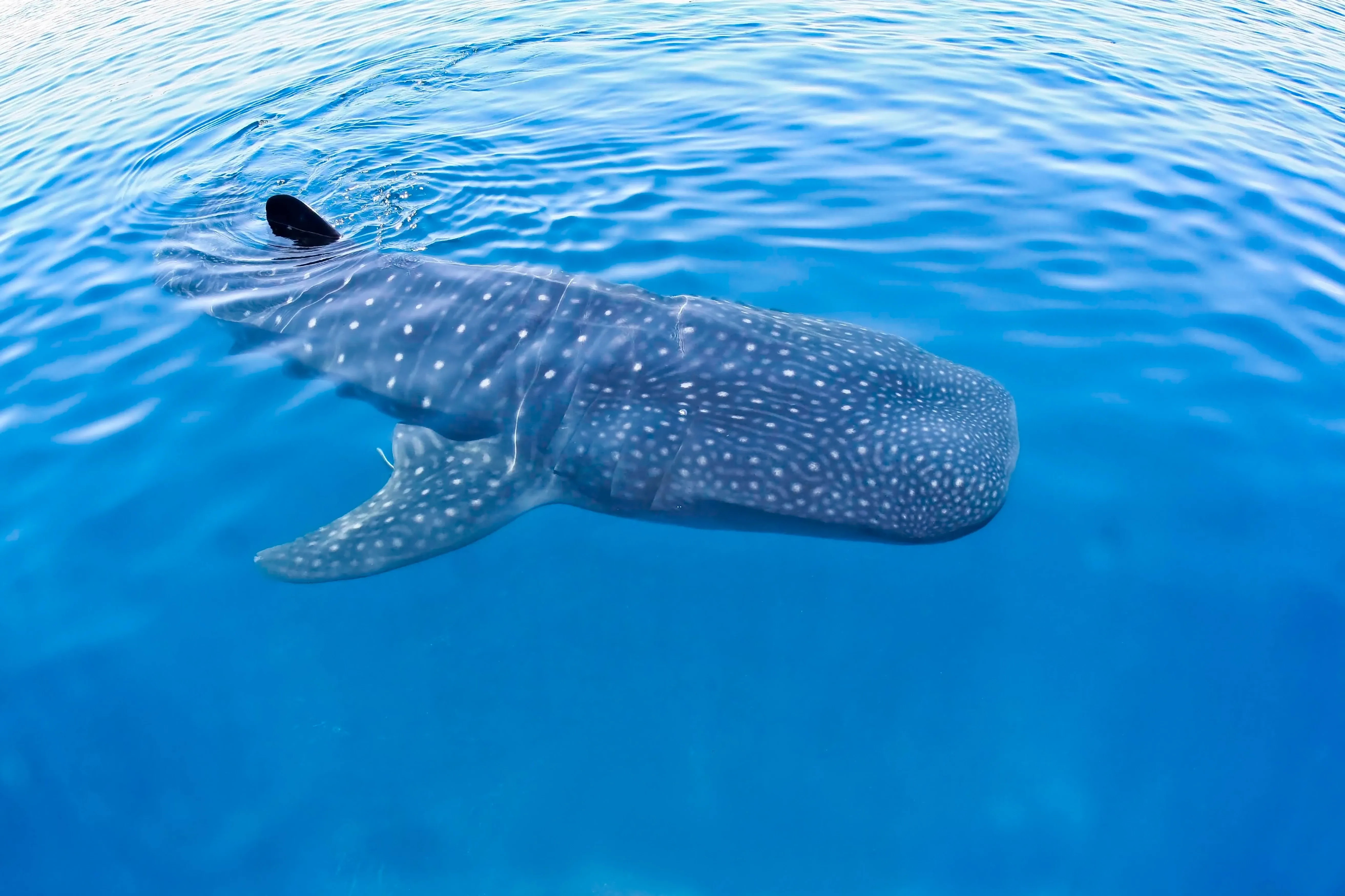 Whale shark surfacing