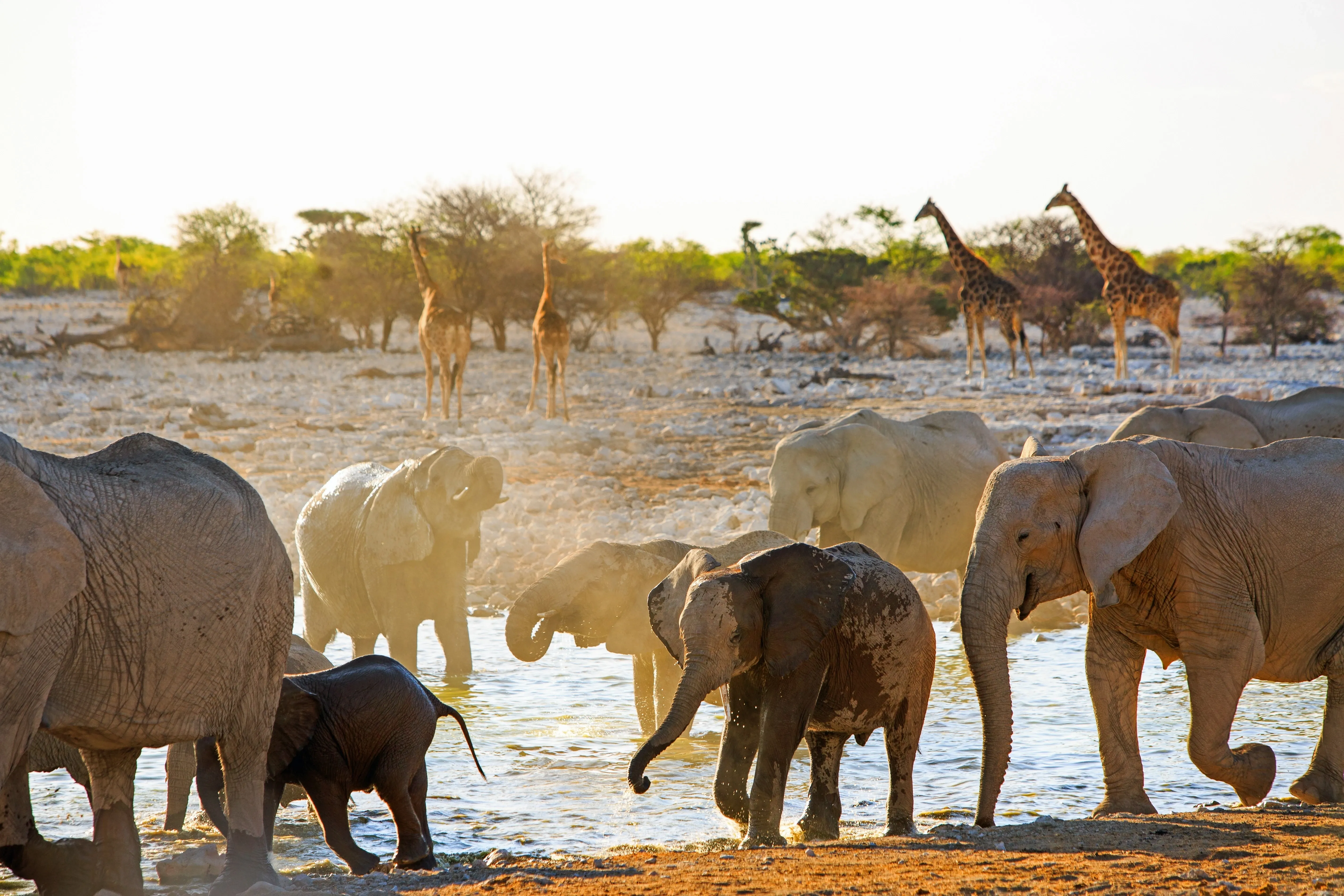 Elephants at watering hole