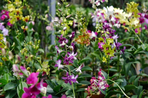 orchid garden