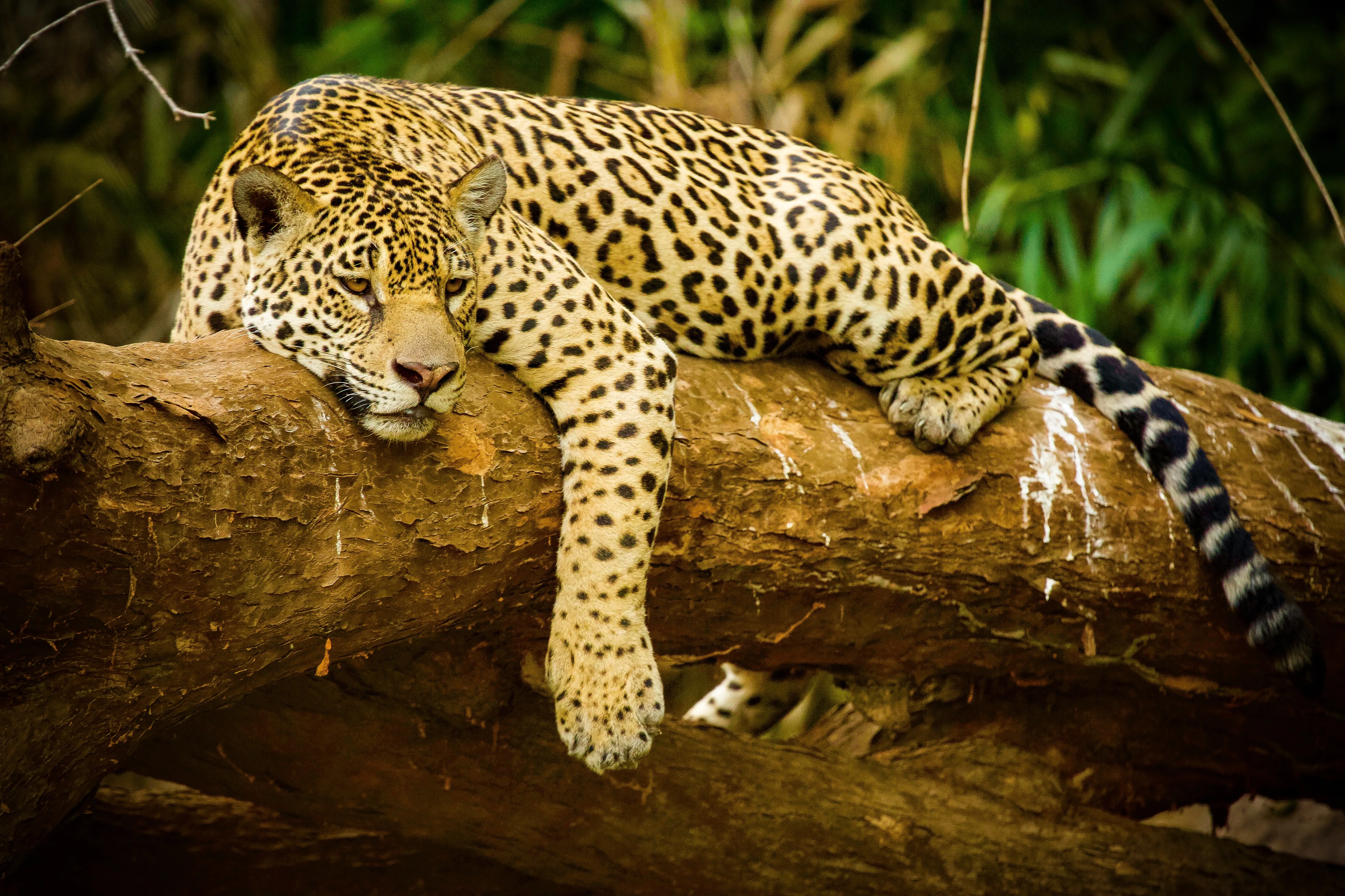 Jaguar ruht auf einem Baum, Costa Rica