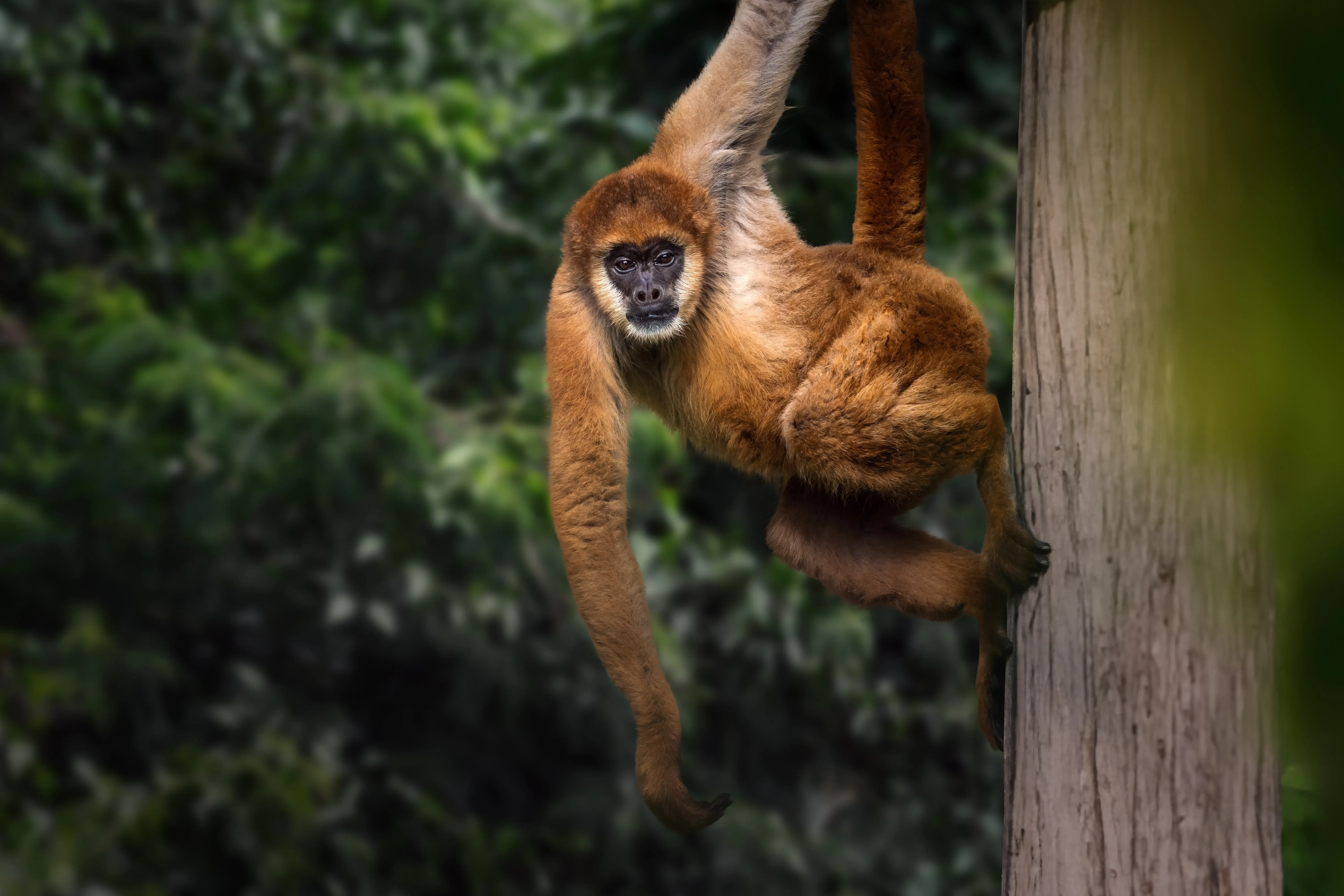 woolly spider monkey