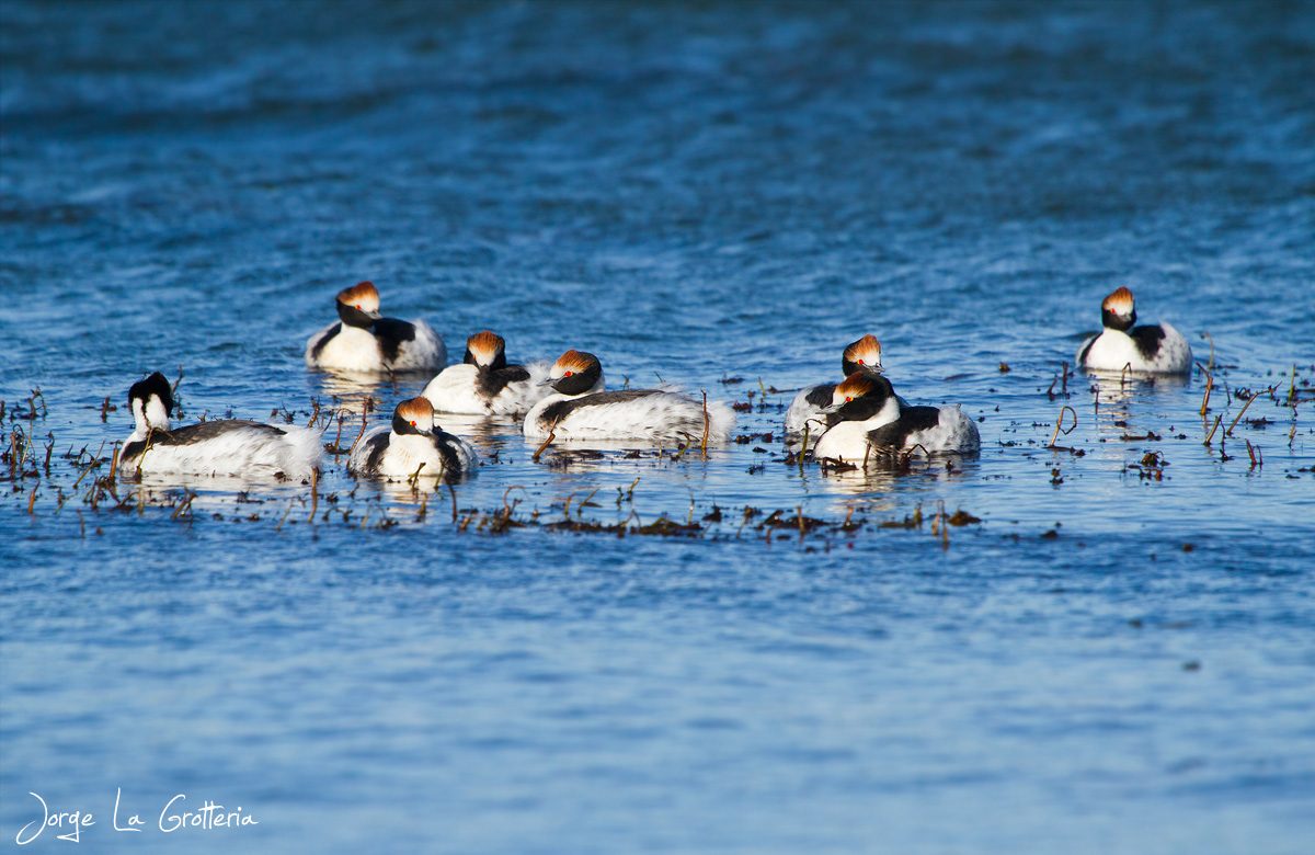 Birds floating in the water