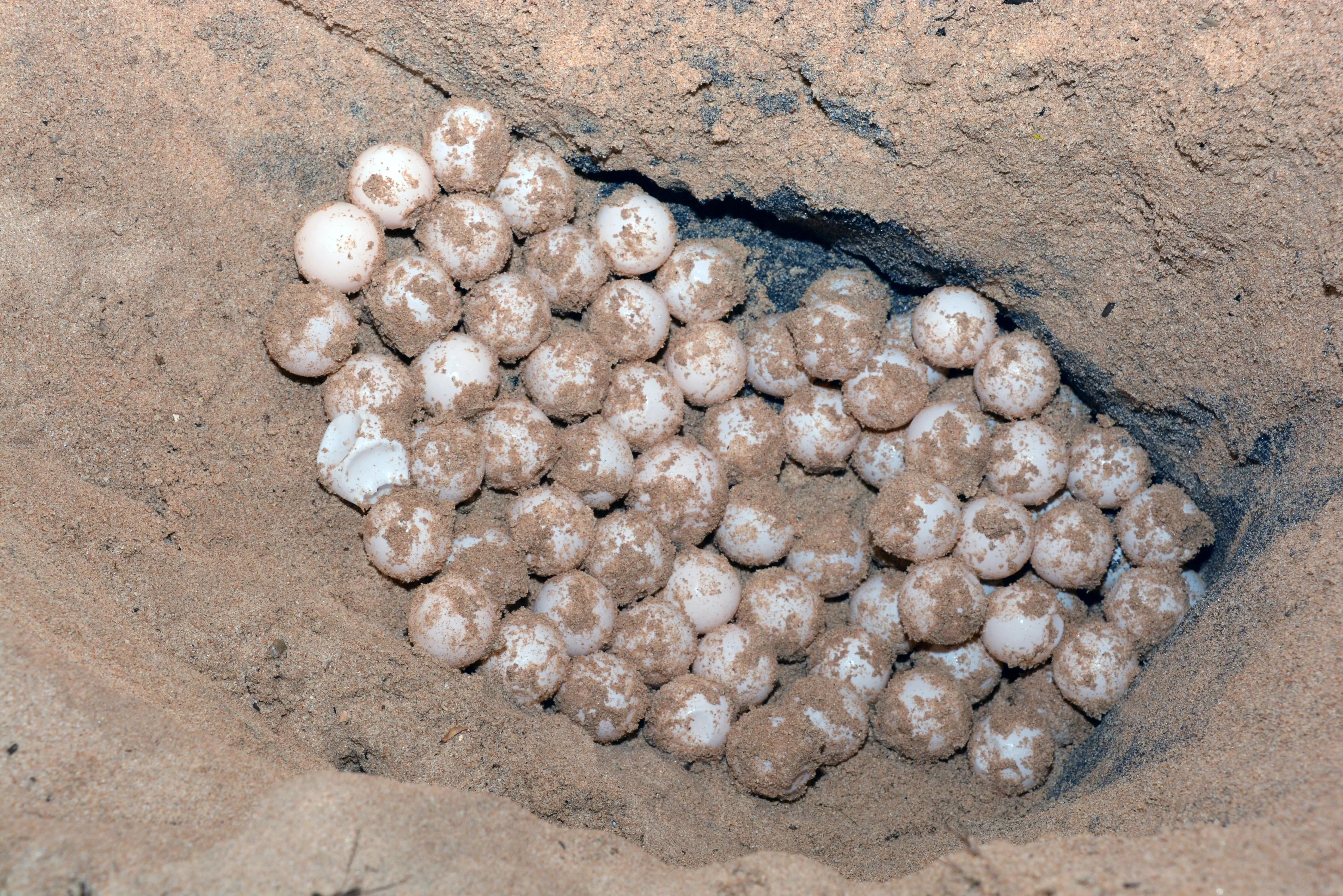 Loggerhead seaturtle nest