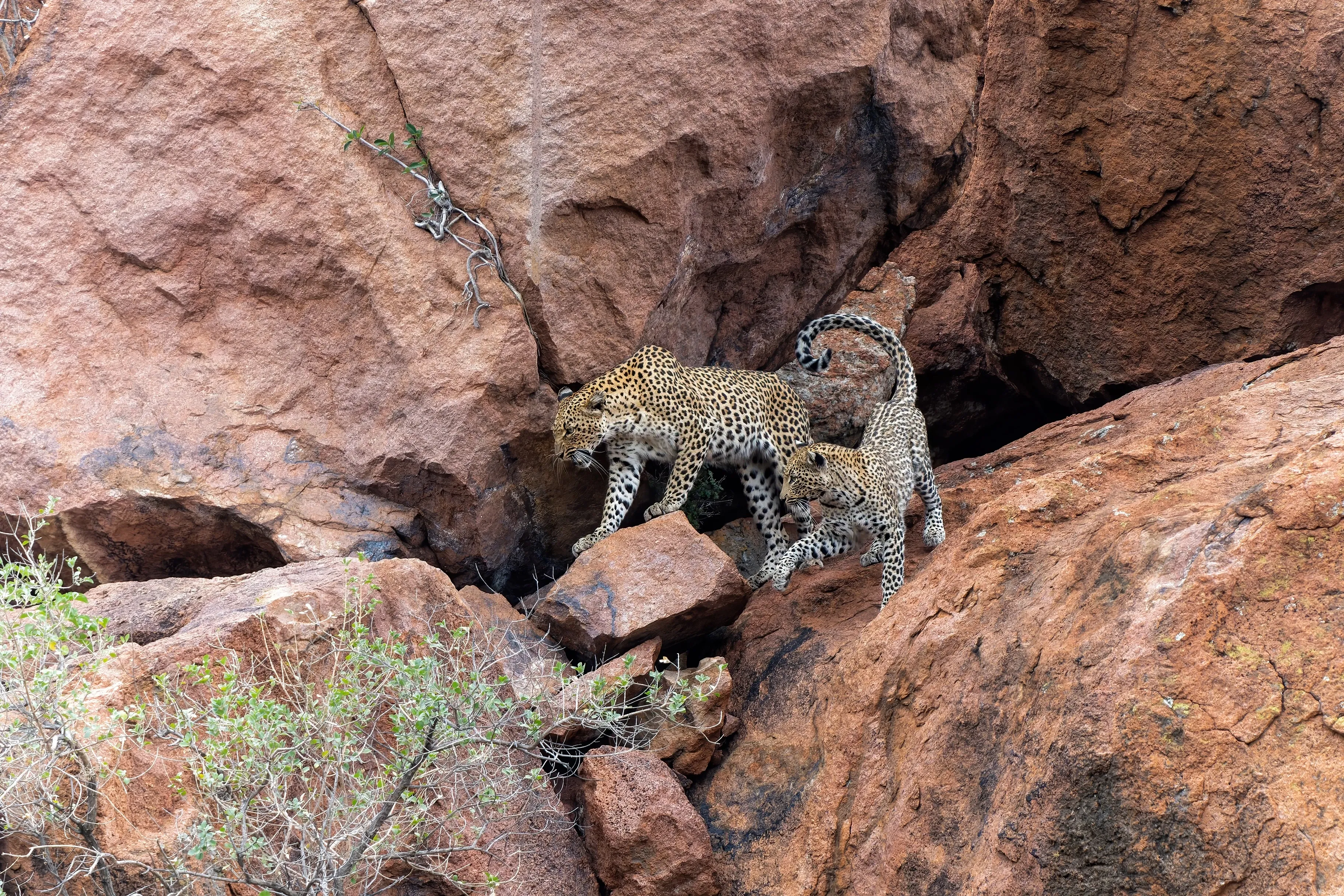 Leopards on rock