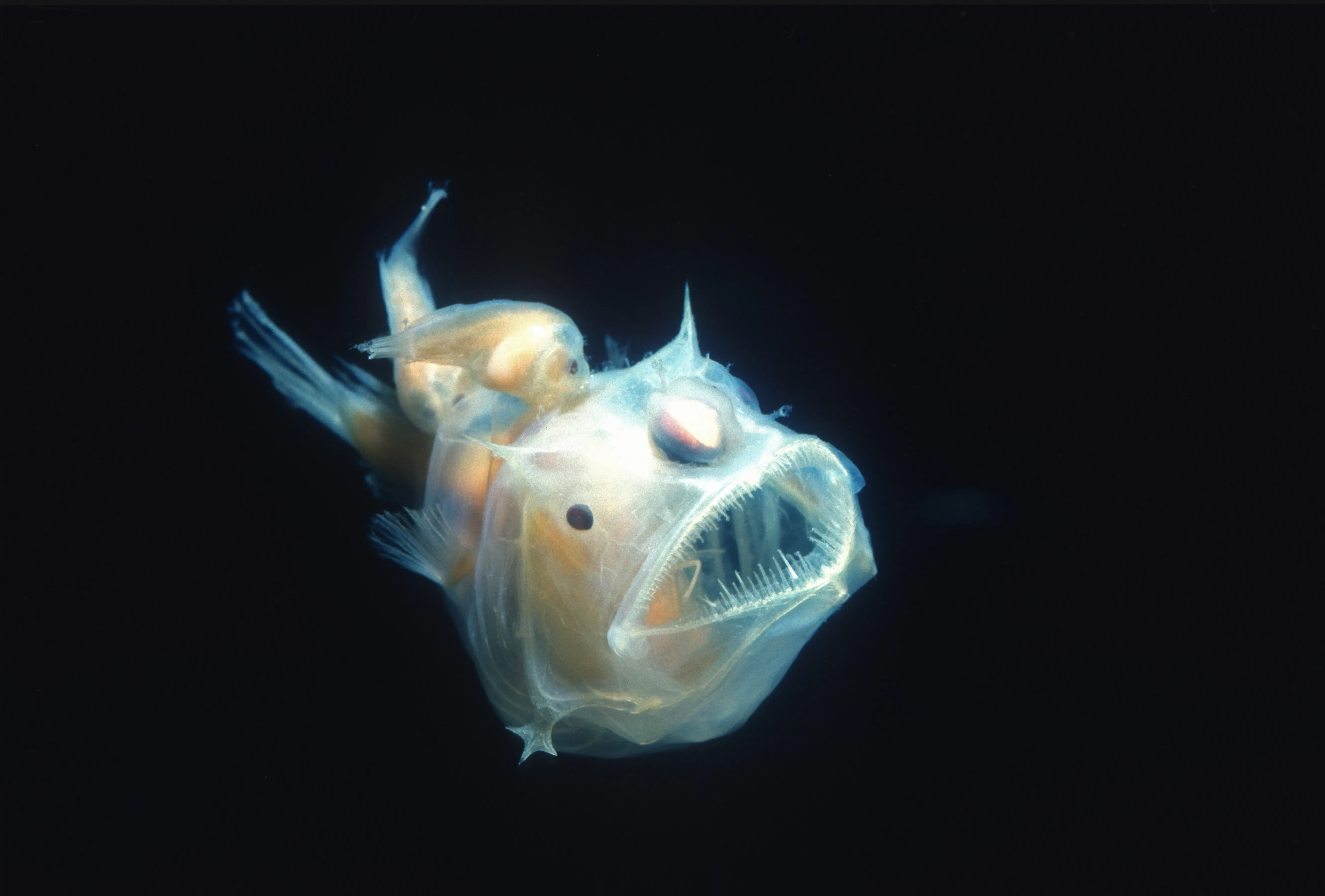 Angler Fish