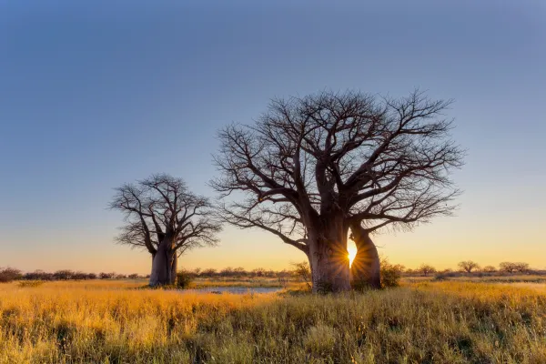 Baobab Bäume beim Sonnenuntergang