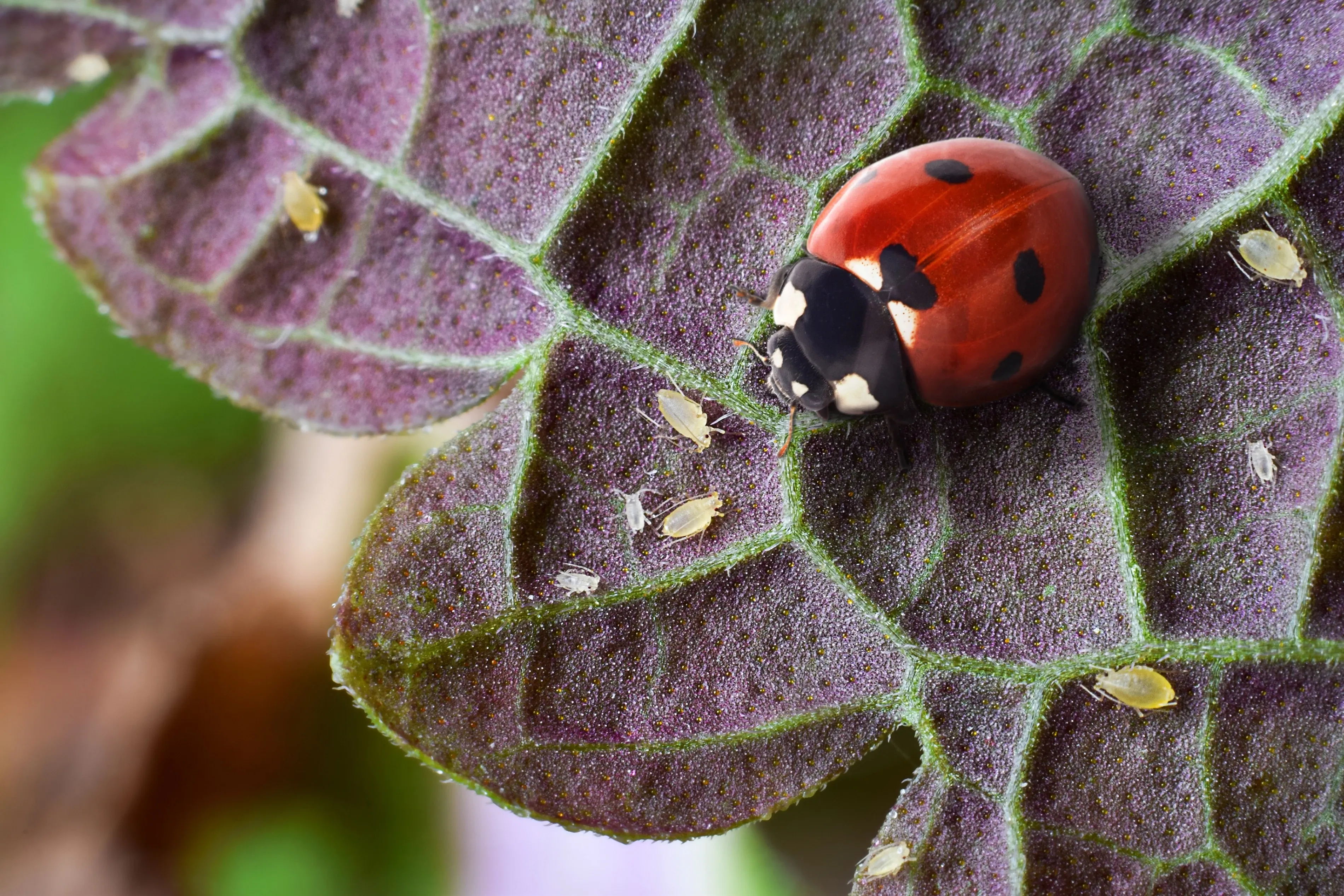 ladybug