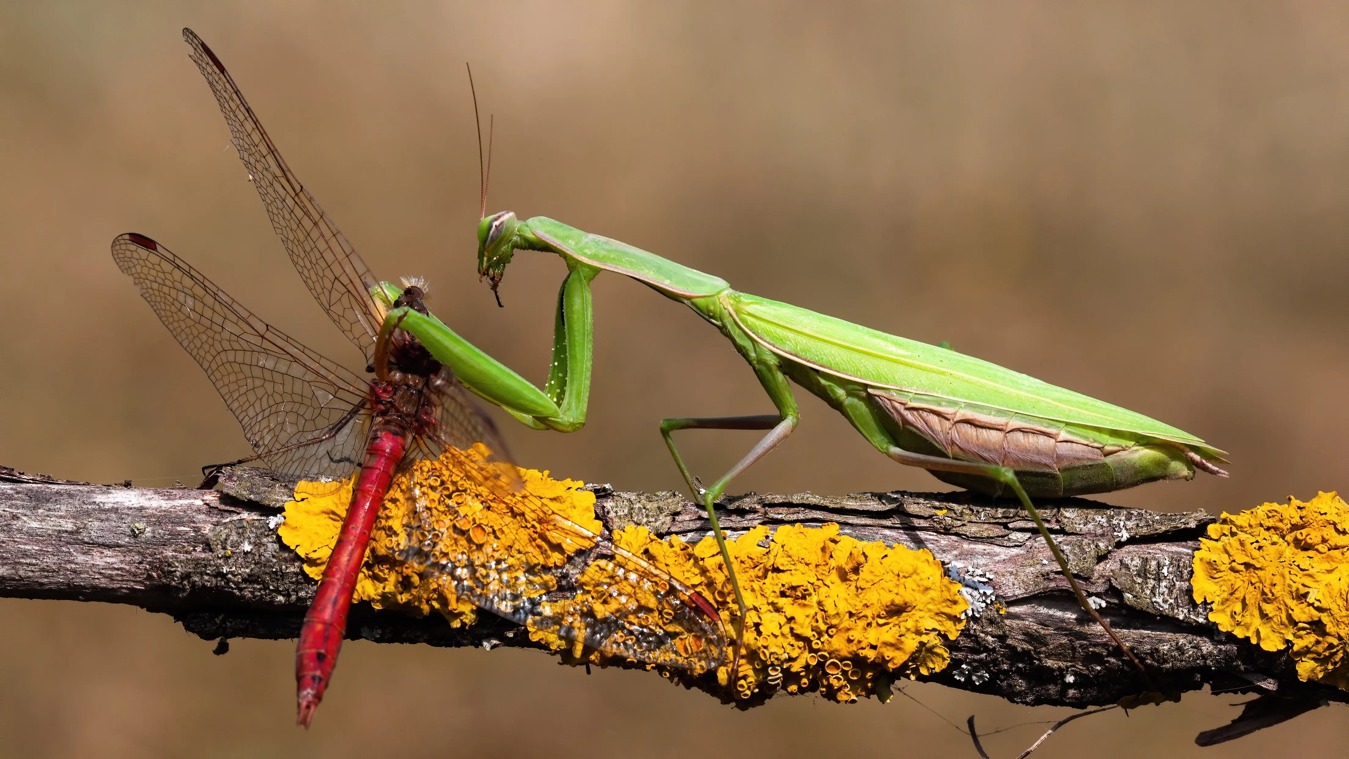 Praying mantis eating dragonfly