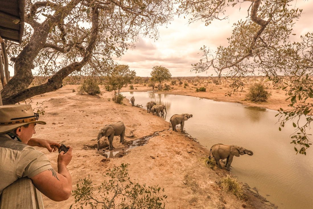 Elefanten vom Baumhaus