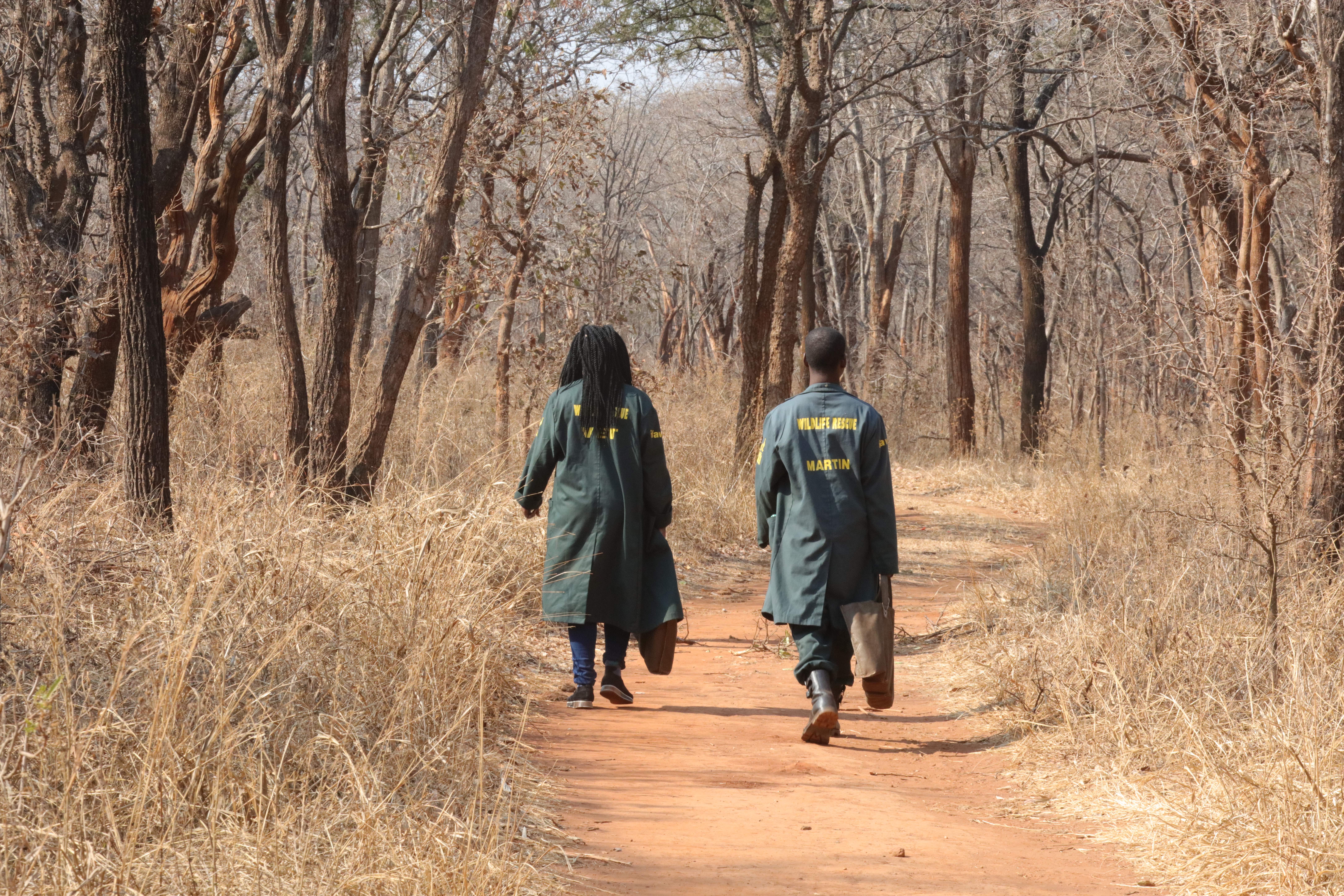 Ranger laufen im Wald