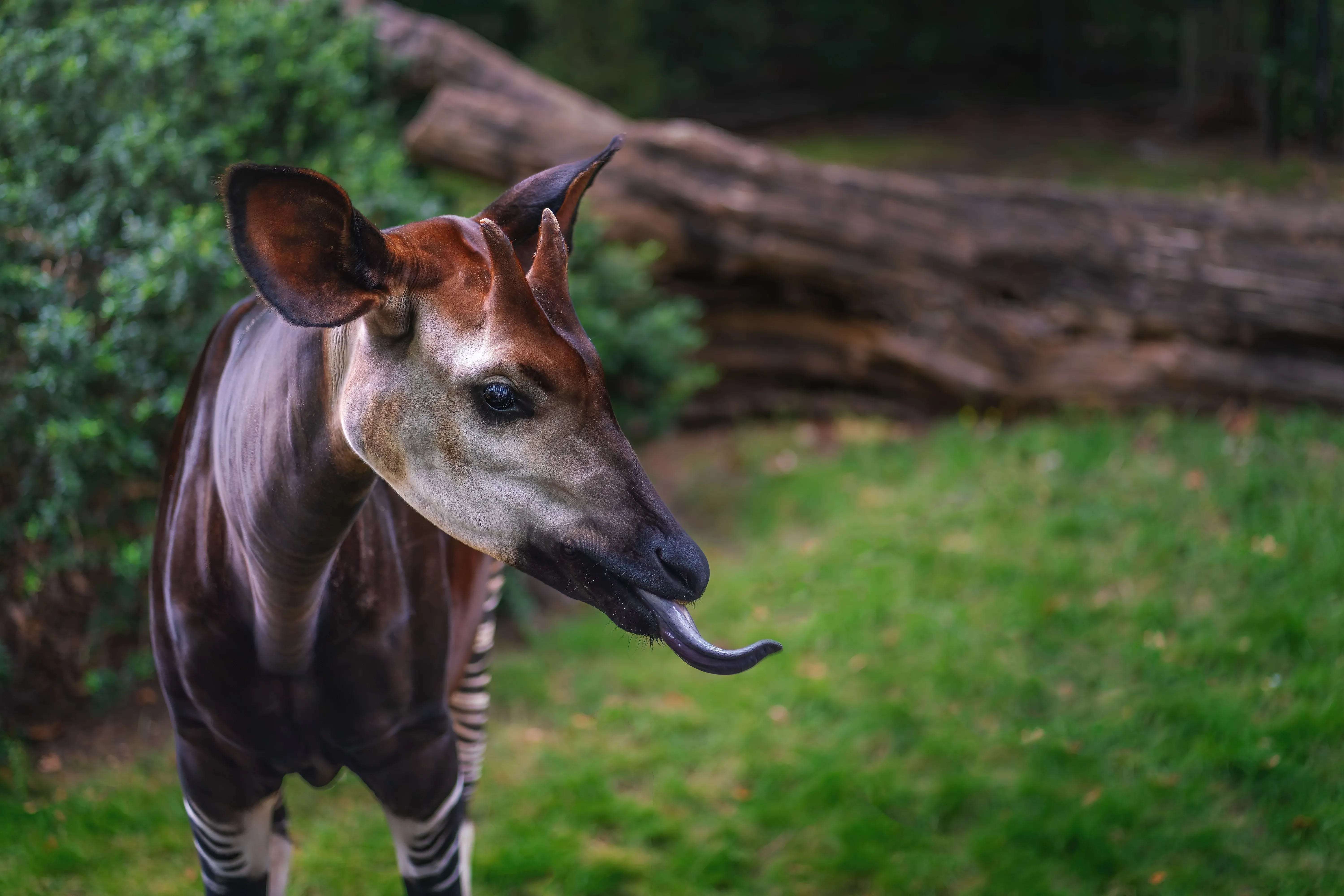 okapi