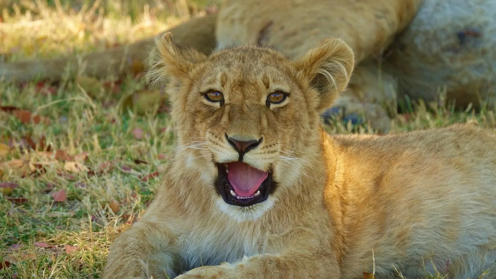 Guide Courses in Southern Africa