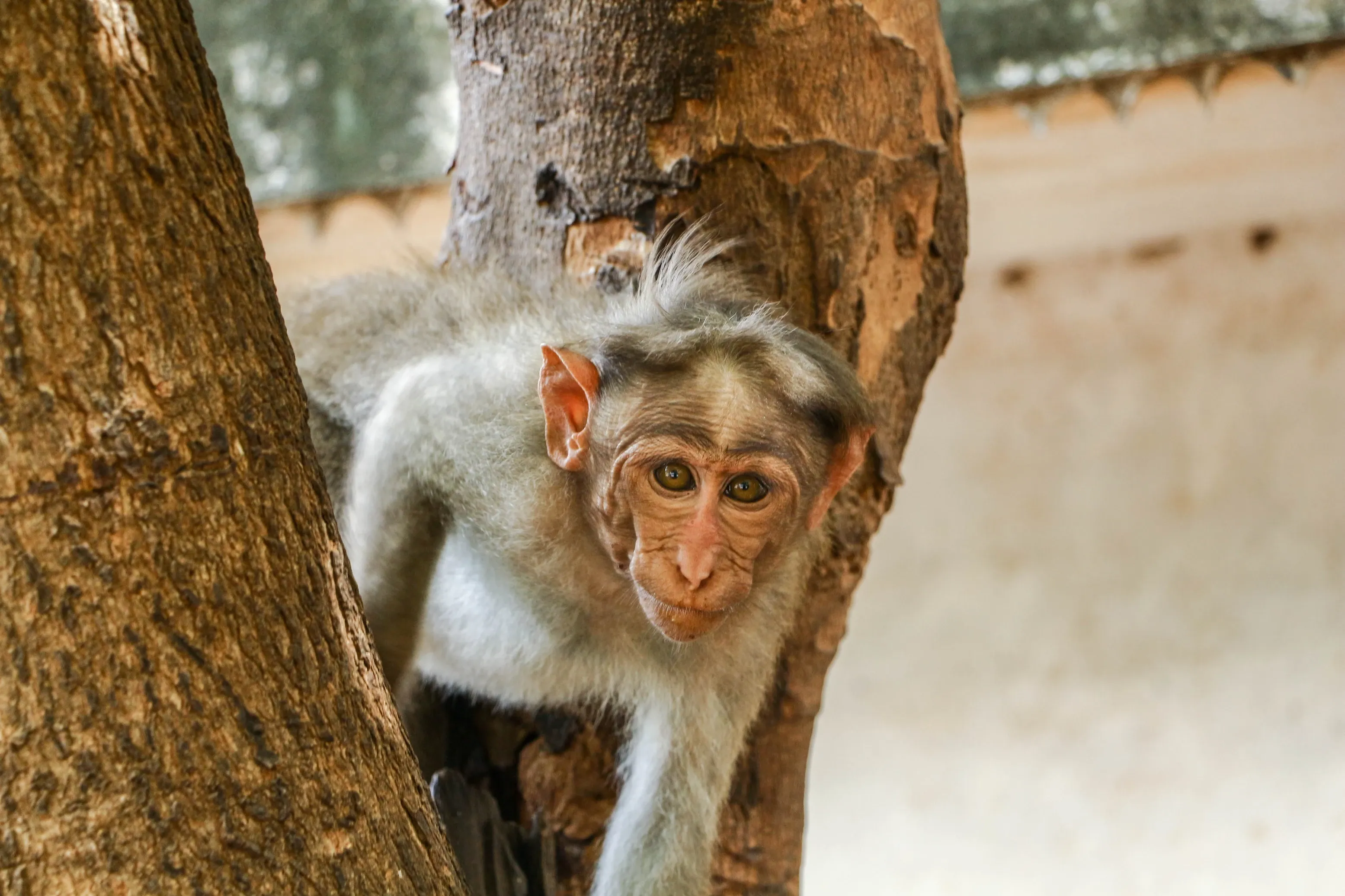 Bonnet macacaque
