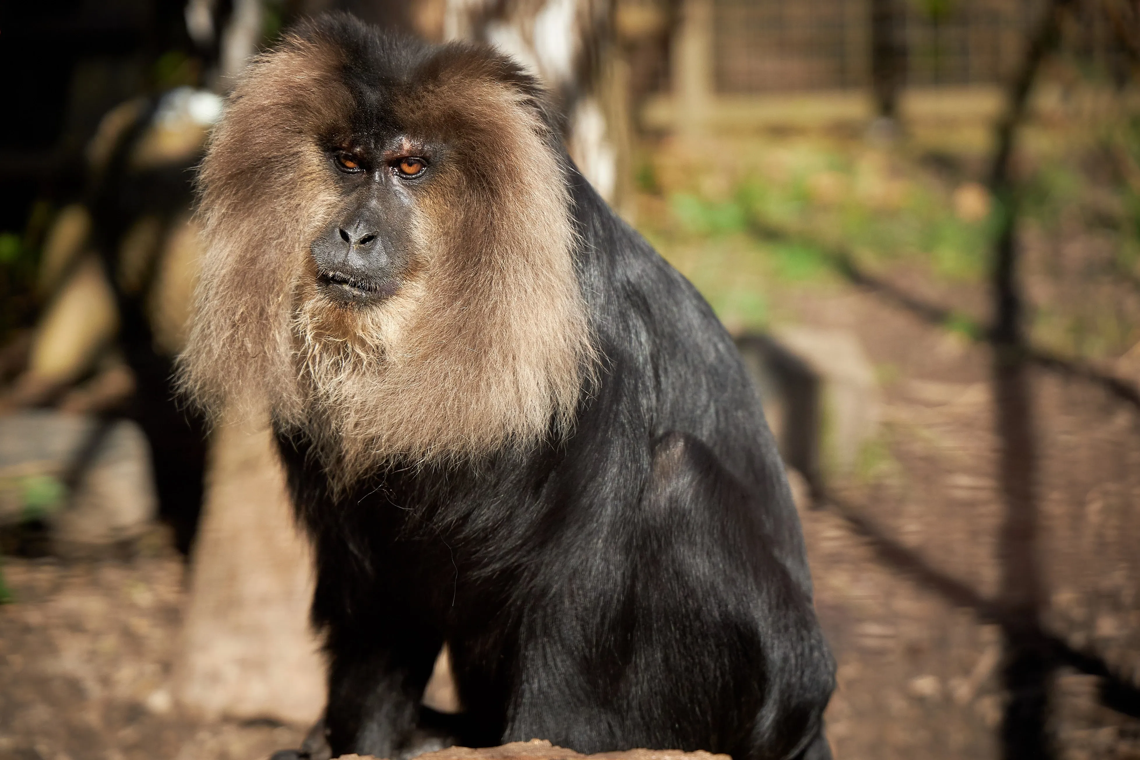Lion tailed macaque