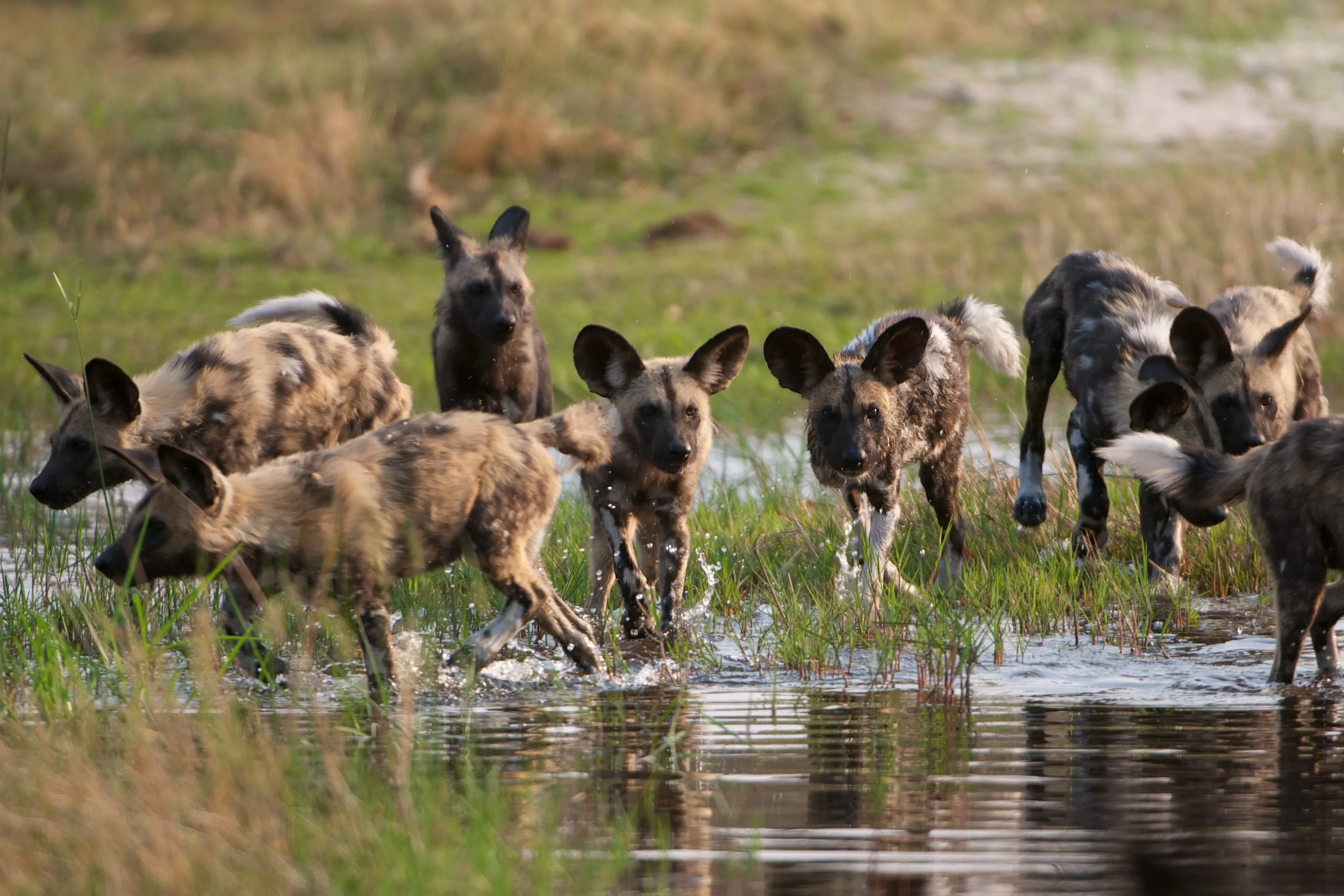 wild dogs running together