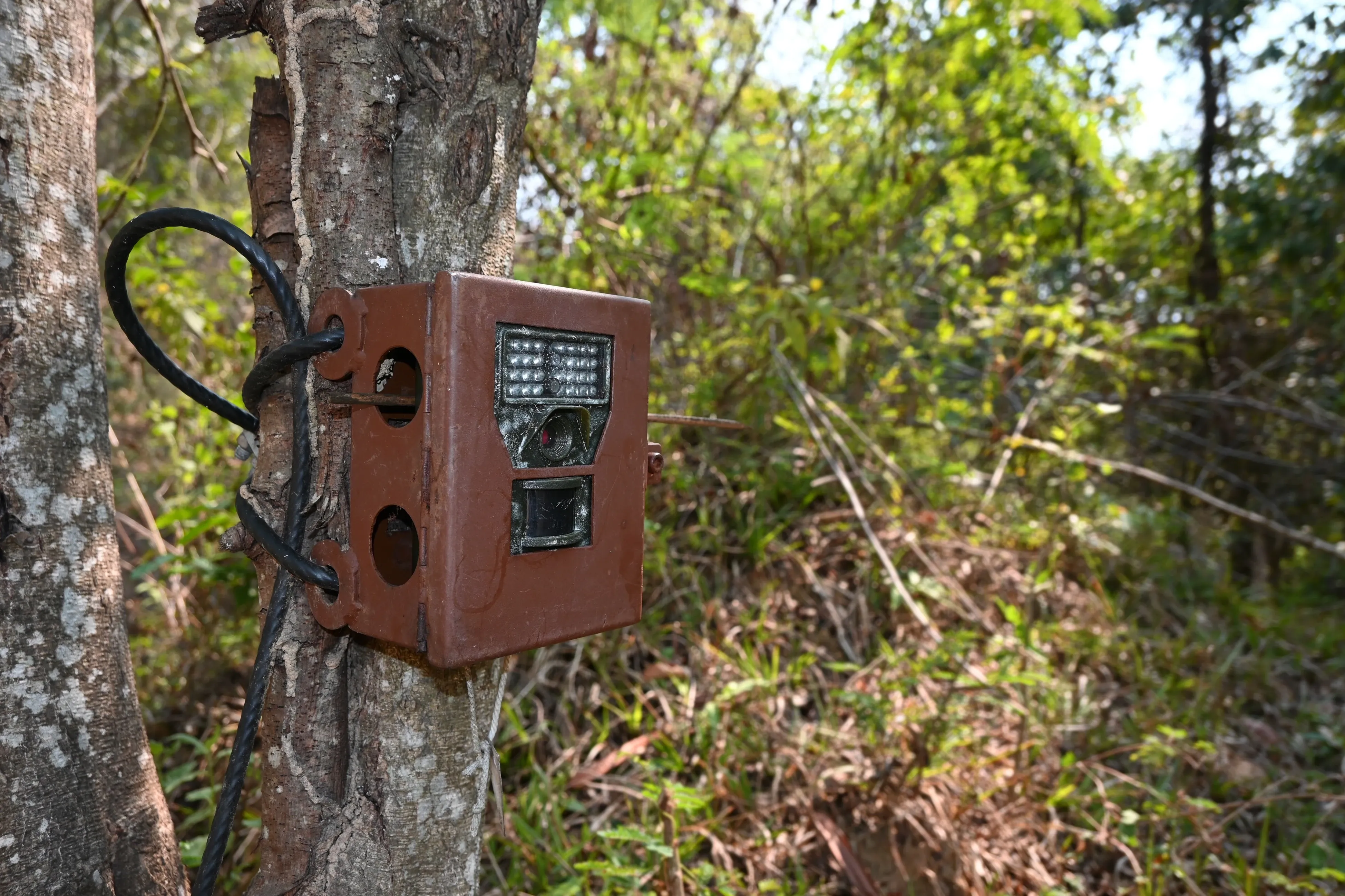 Camera trap
