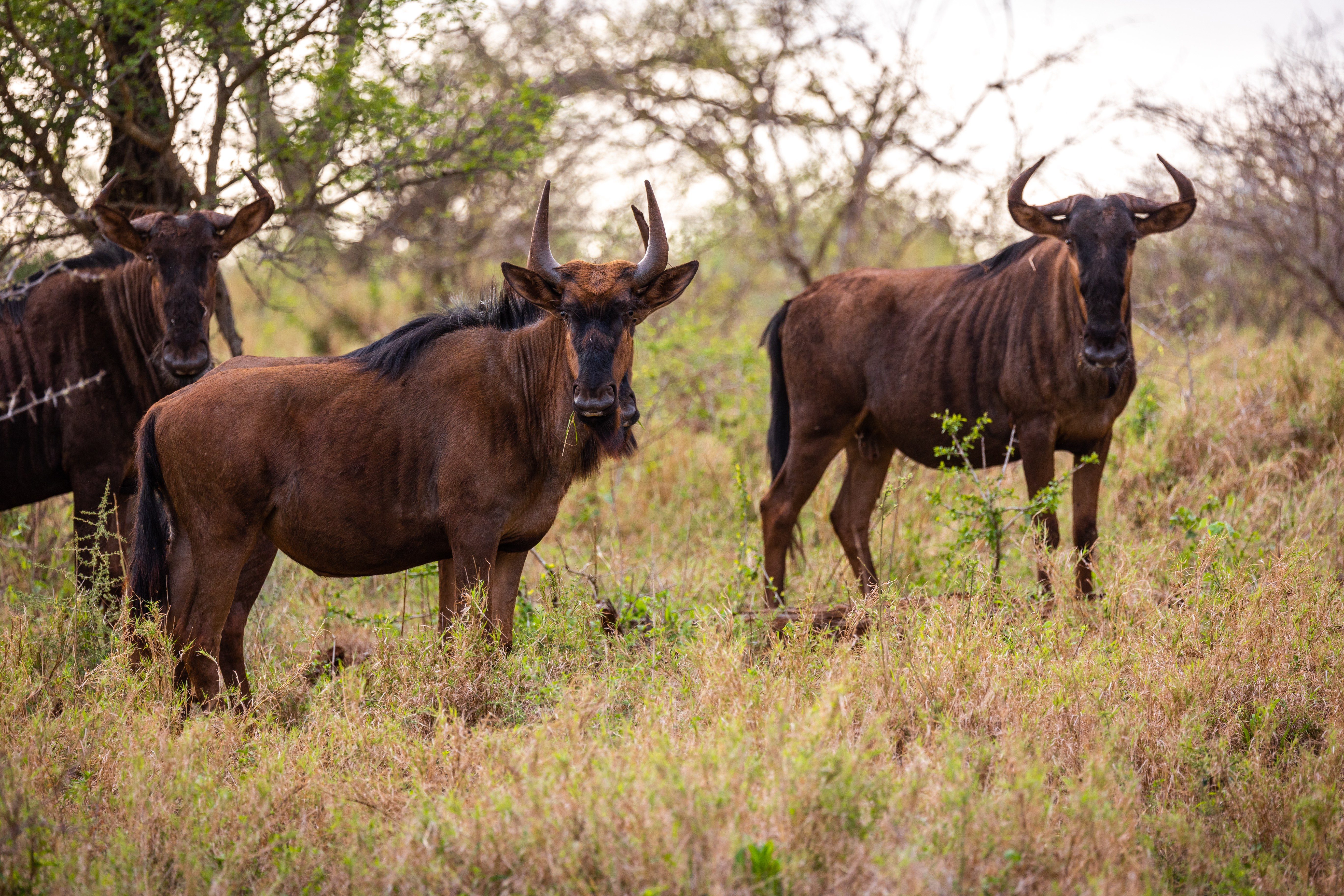 Wildlife (Credits Martina Baumeler)