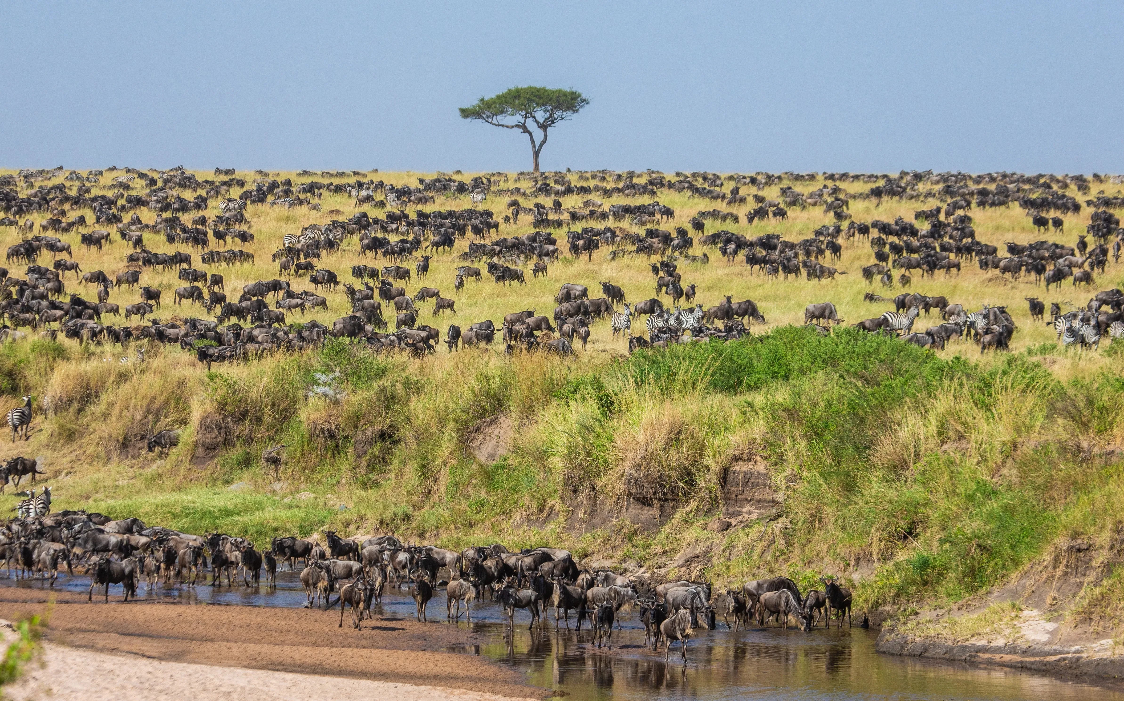 great migration serengeti