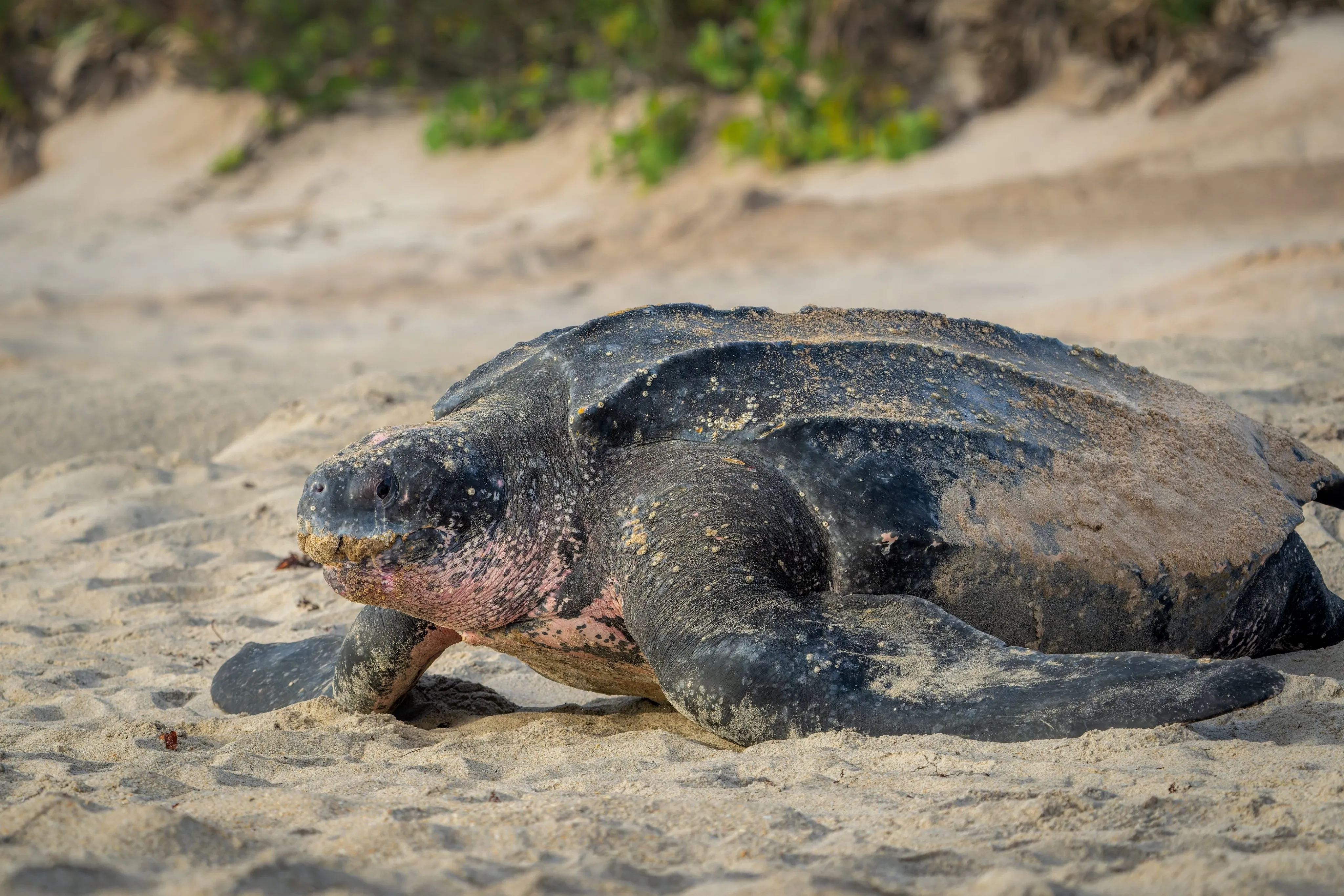 leatherback sea turtle