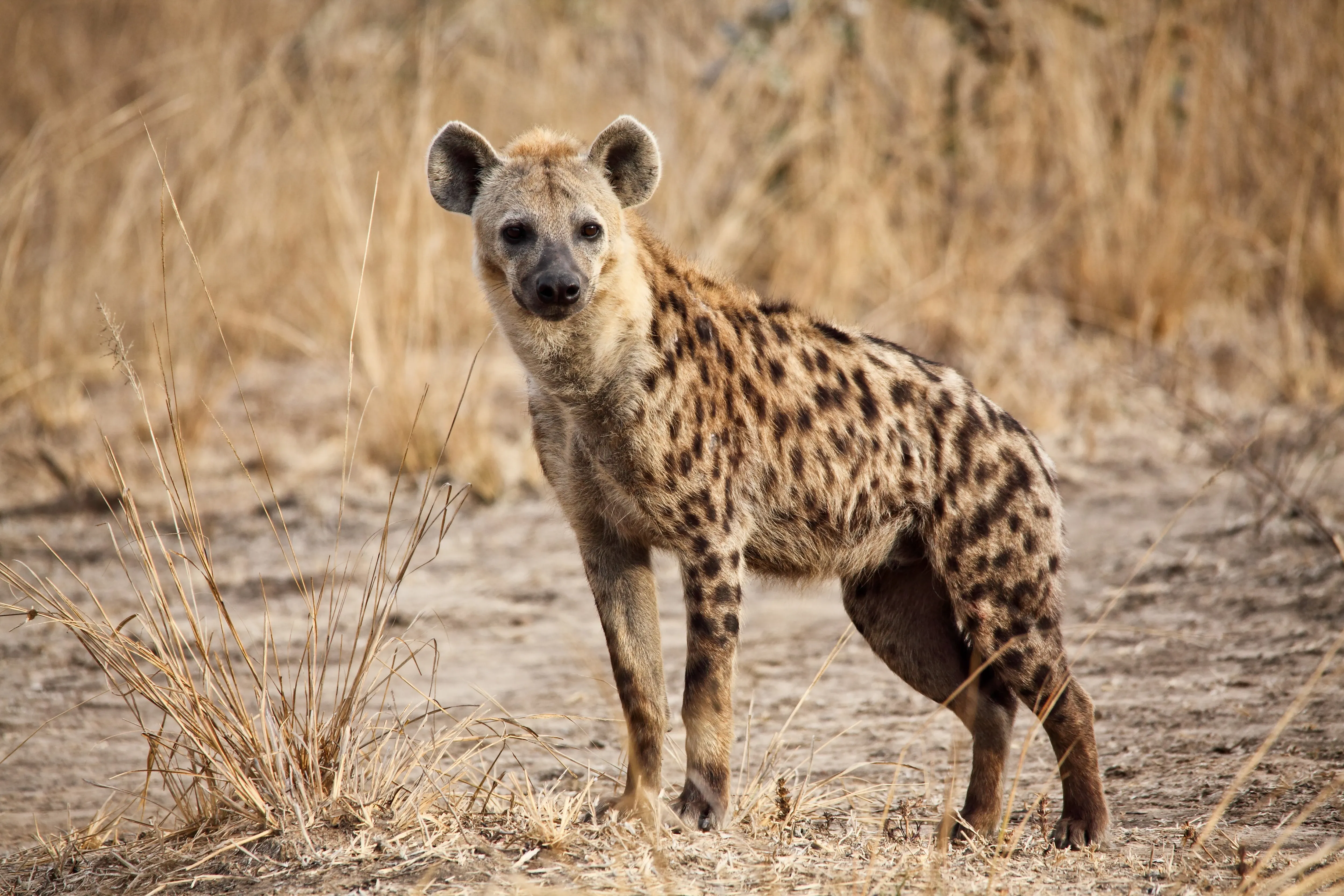 hyena