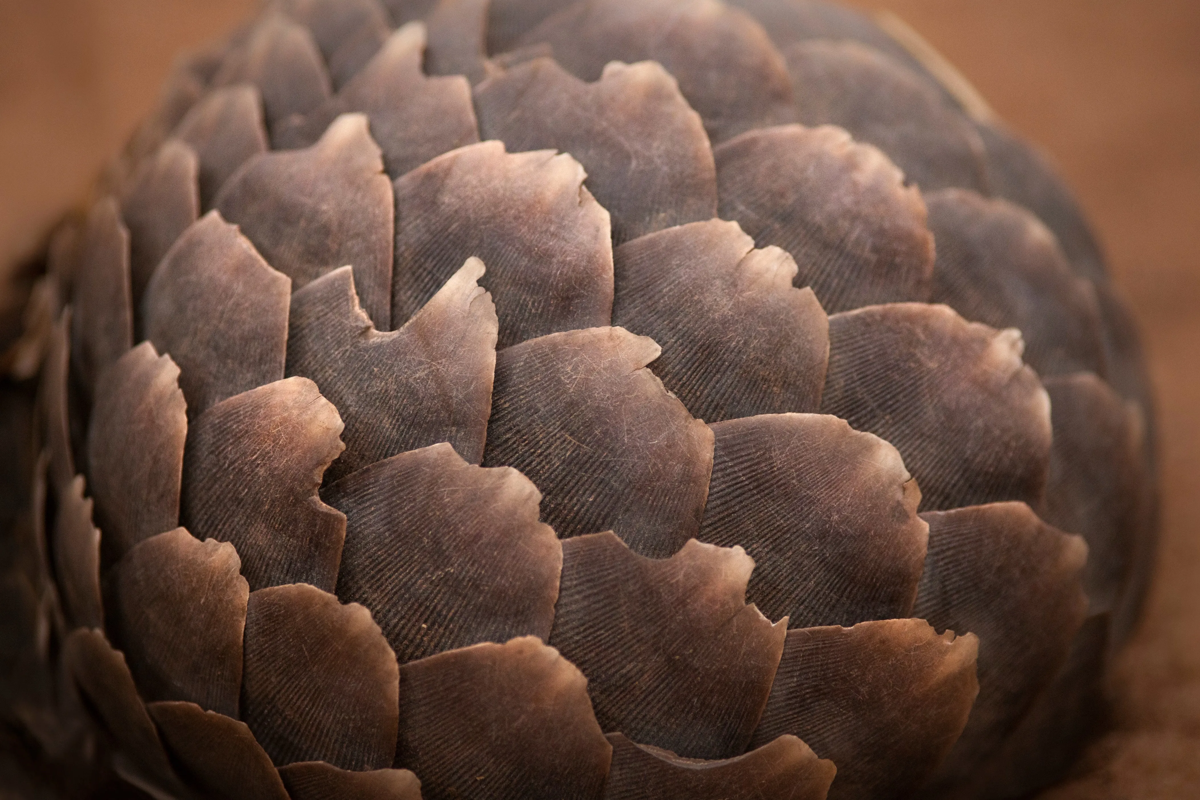 Schuppentier vollständig aufgerollt