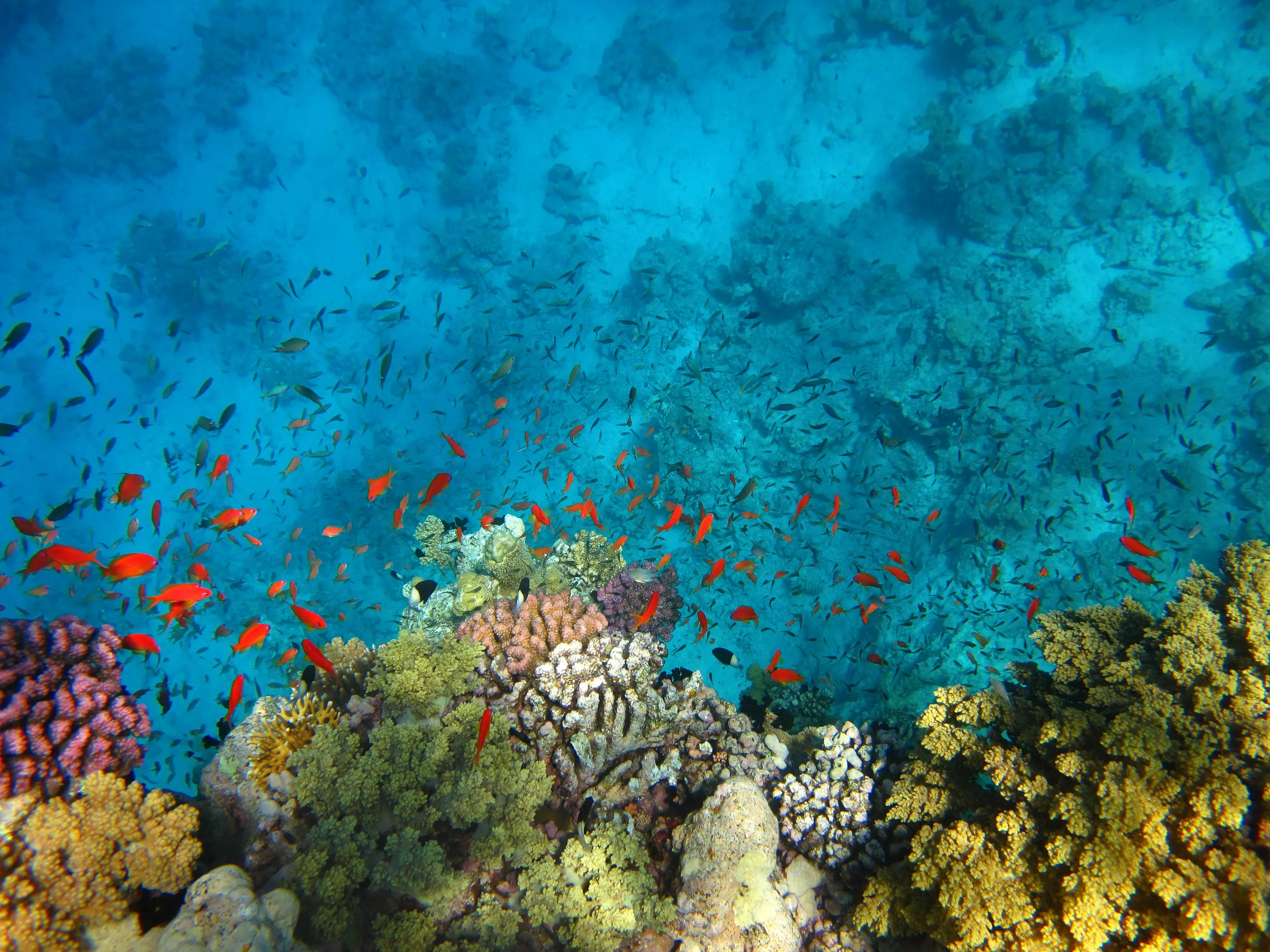 coral reef