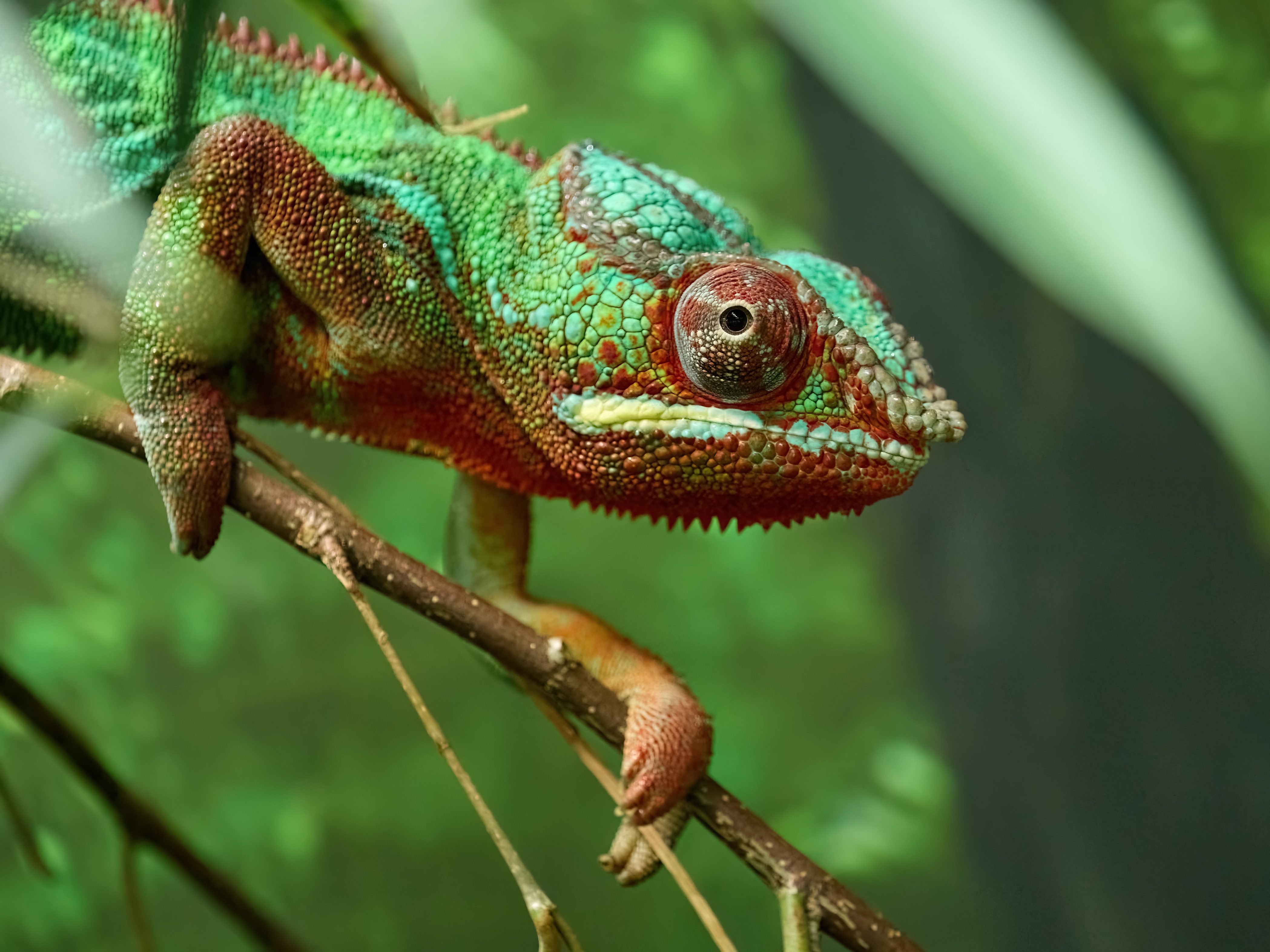panther chameleon