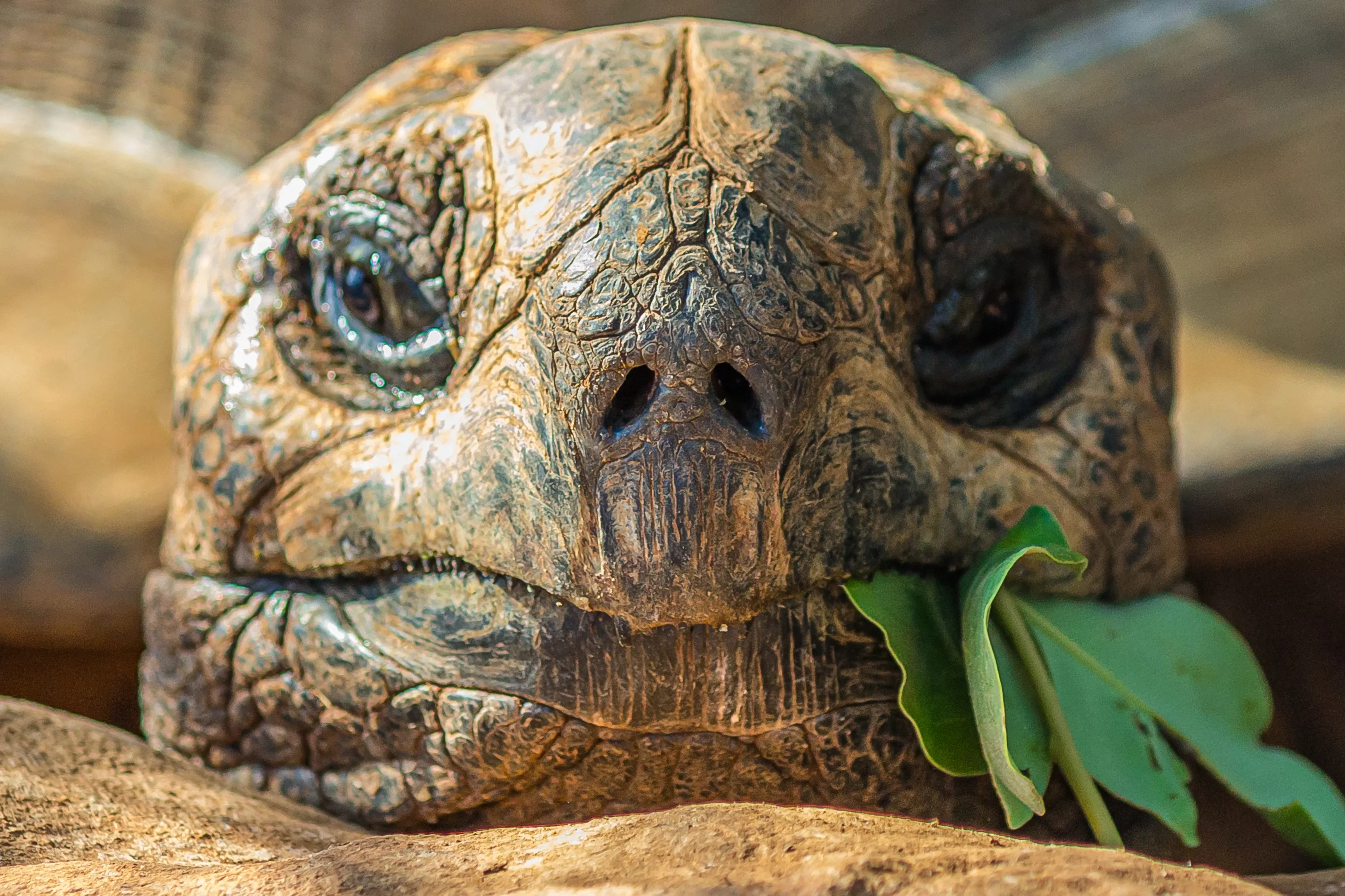 Schildkröte aus der Nähe