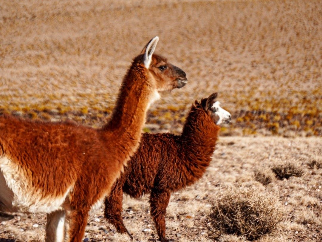 Lamas