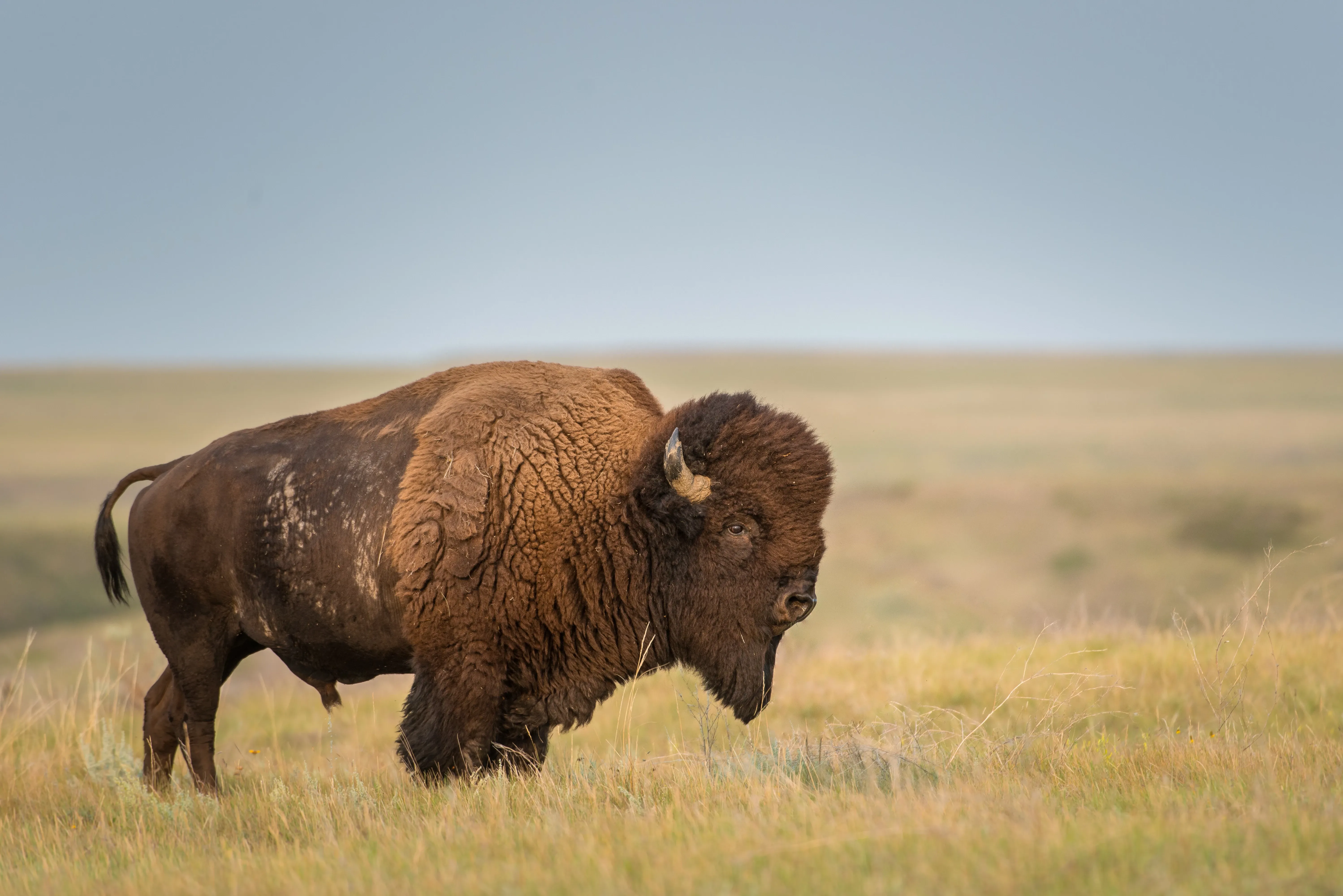 Bison stands in a barren landscape