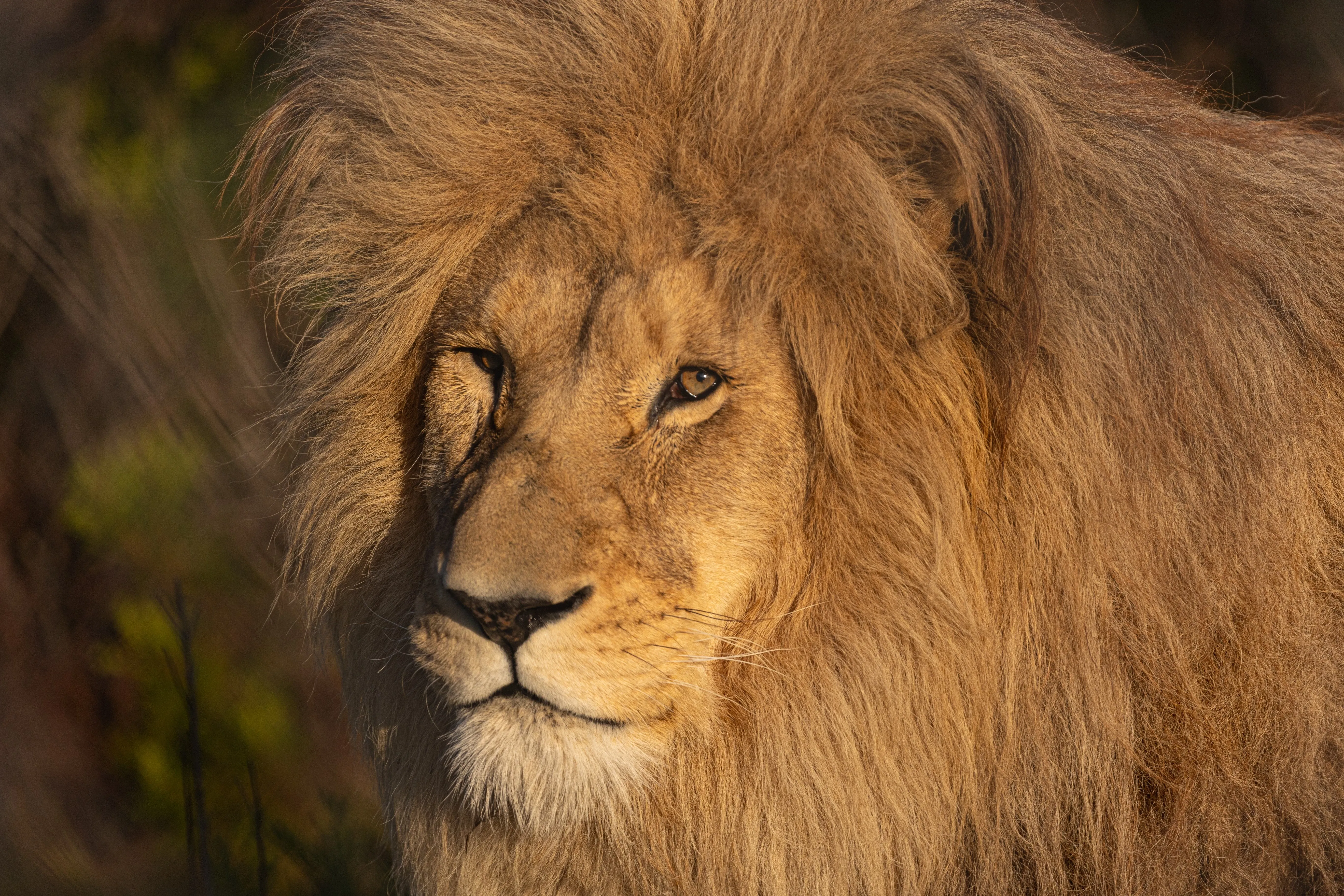 schöner Löwe