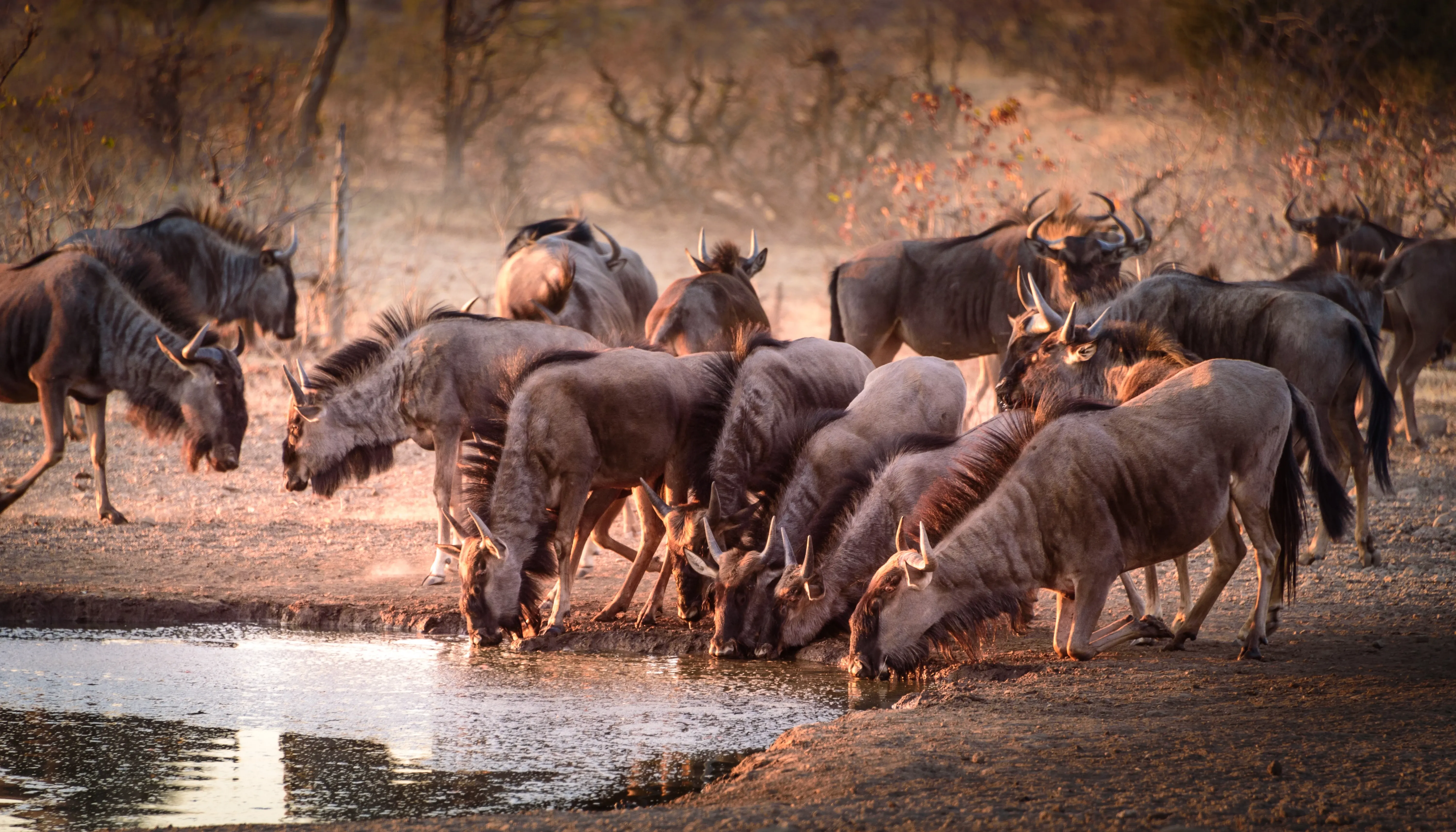 Wildebesst drinking at river bed