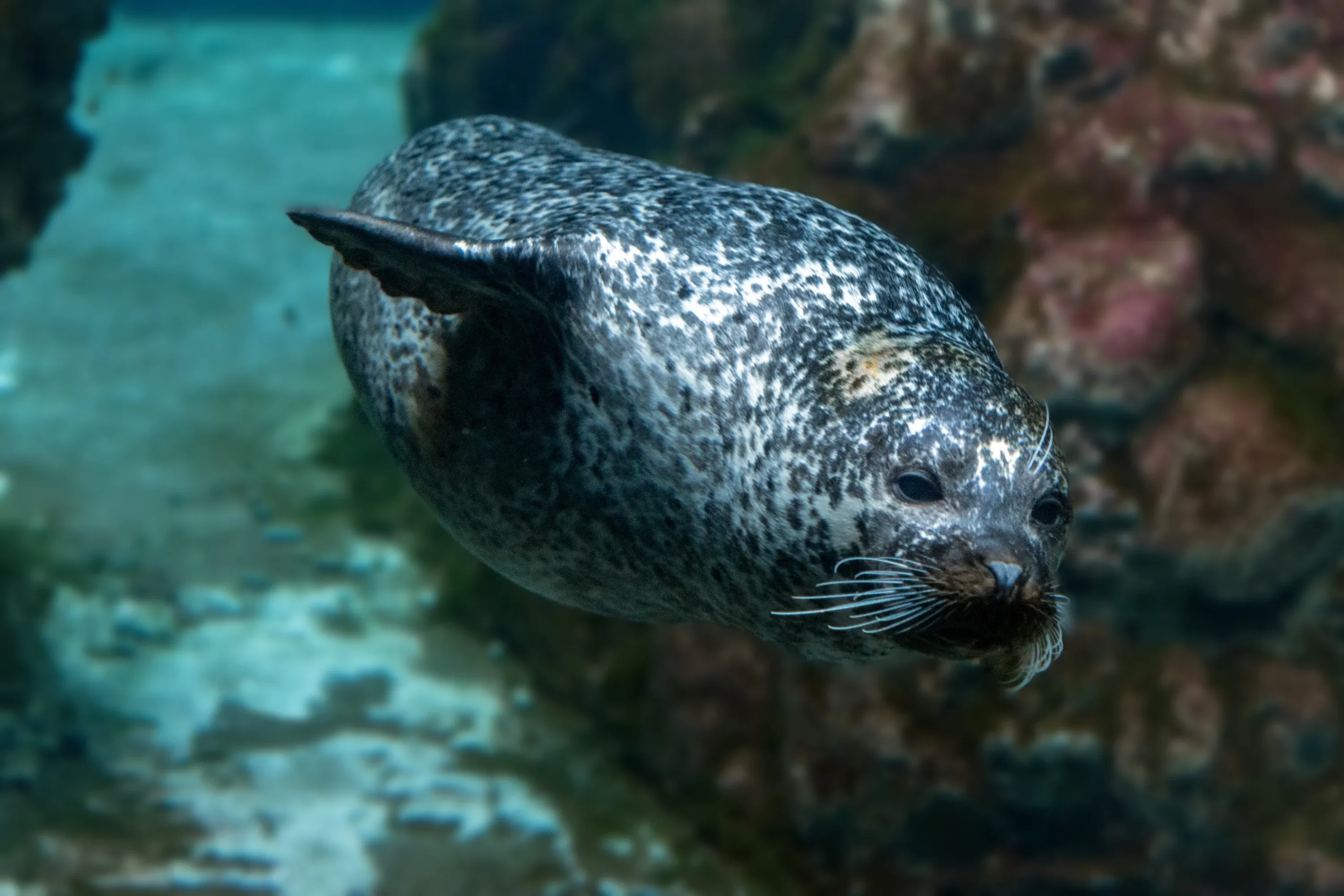 Monk seal
